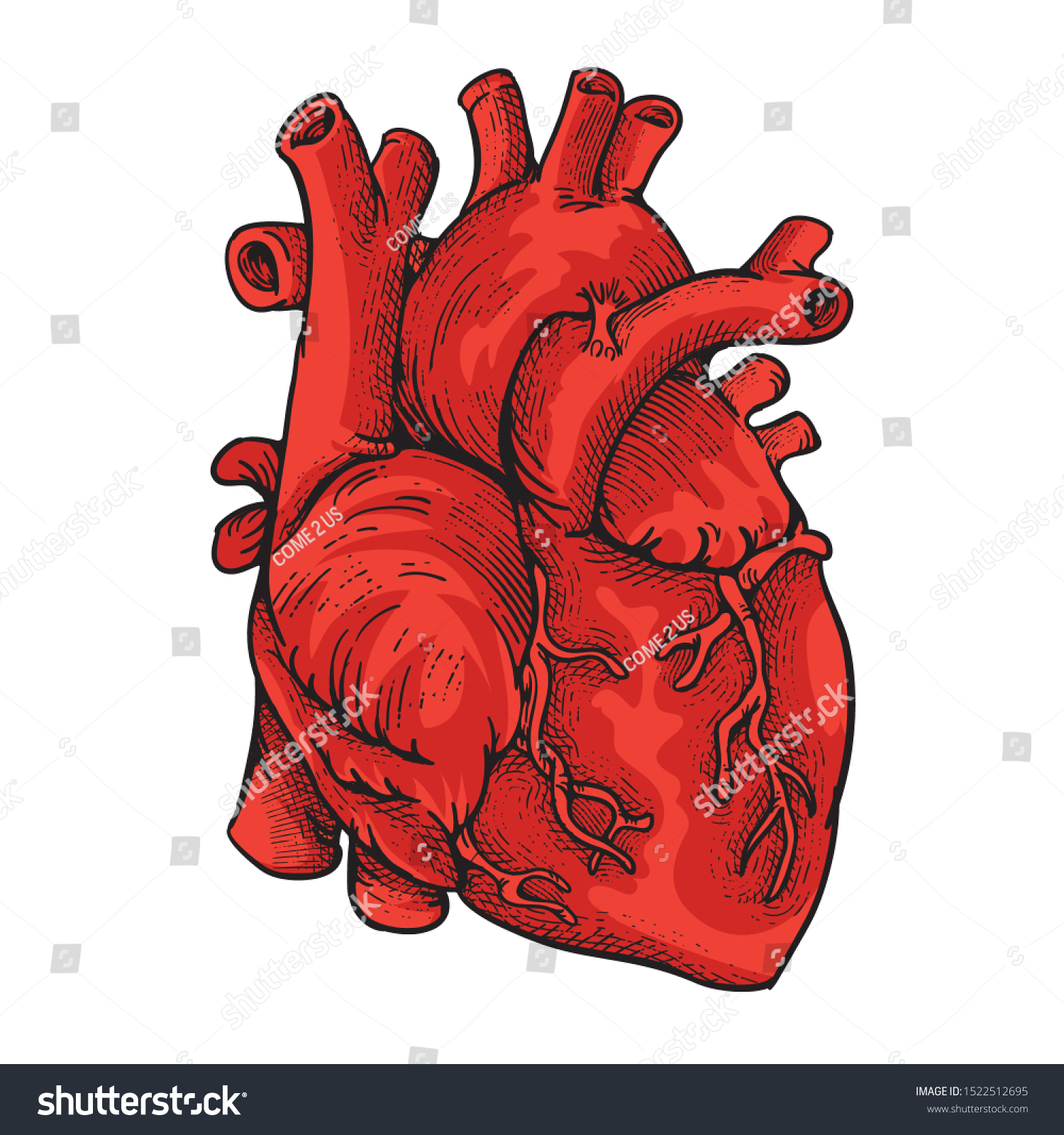 Heart Illustration Color Engraving Stock Vector (Royalty Free ...