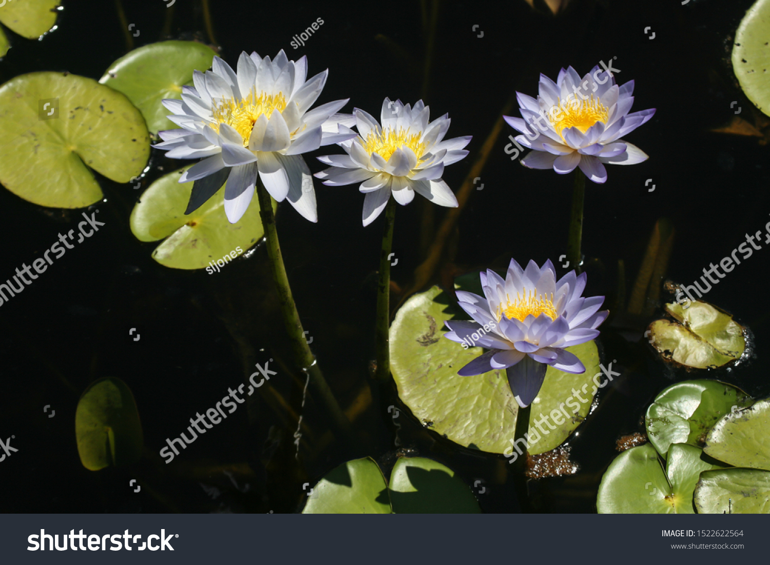 Native Australian Water Lilies Nymphaea Violacea Stock Photo 1522622564 ...