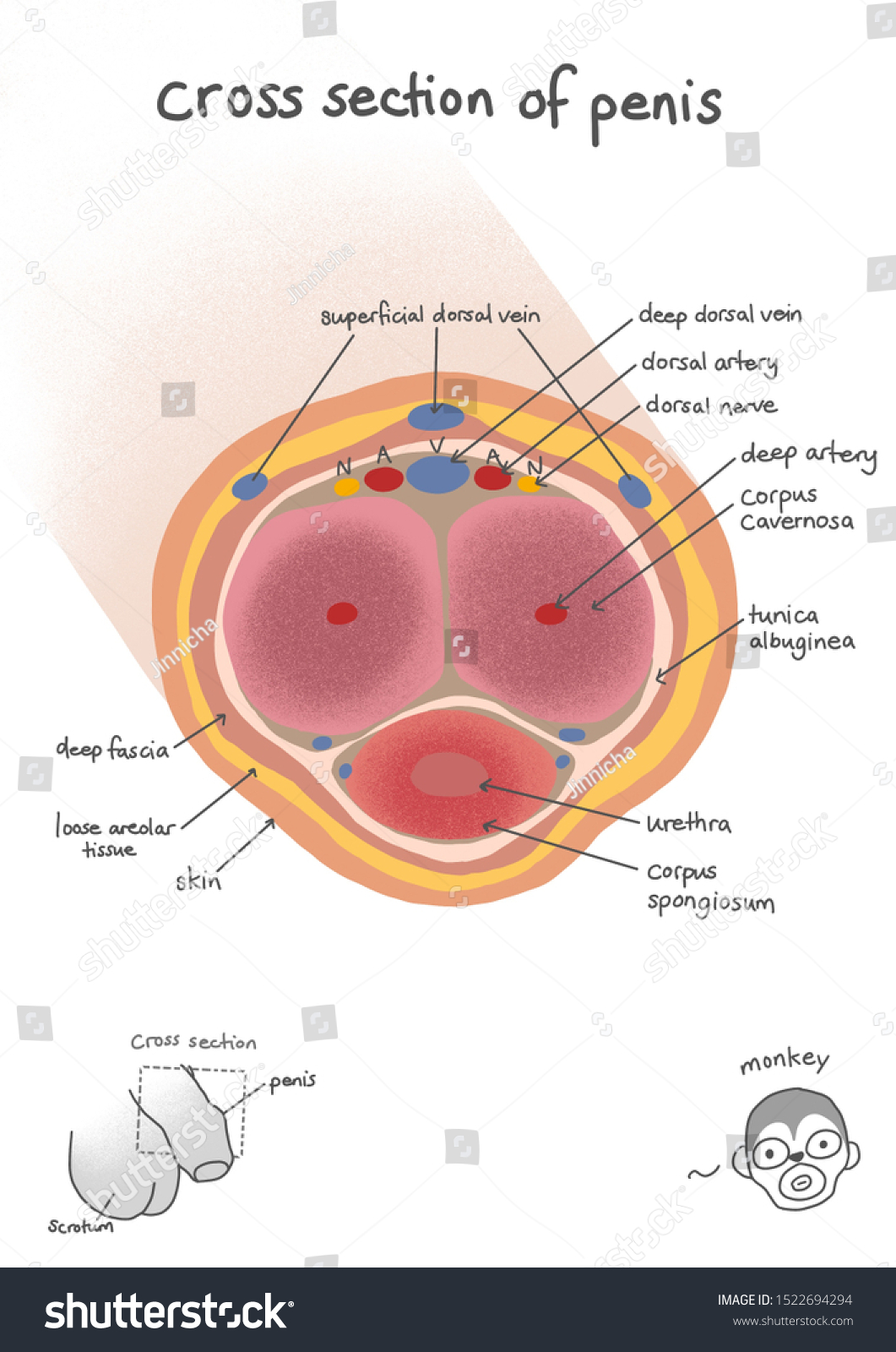 Illustration Cross Sectional View Human Penis 스톡 일러스트 1522694294
