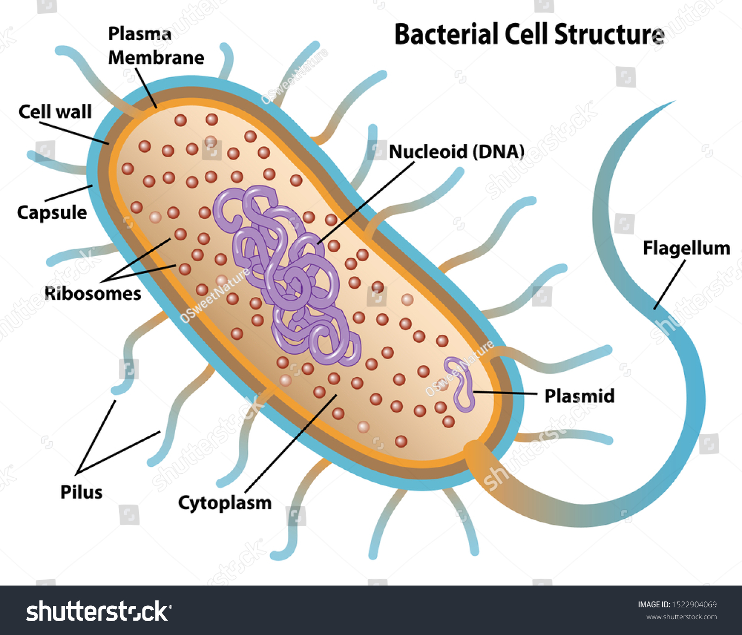 Bacterial Cell Structures Labeled On Bacillus Stock Vector (Royalty ...