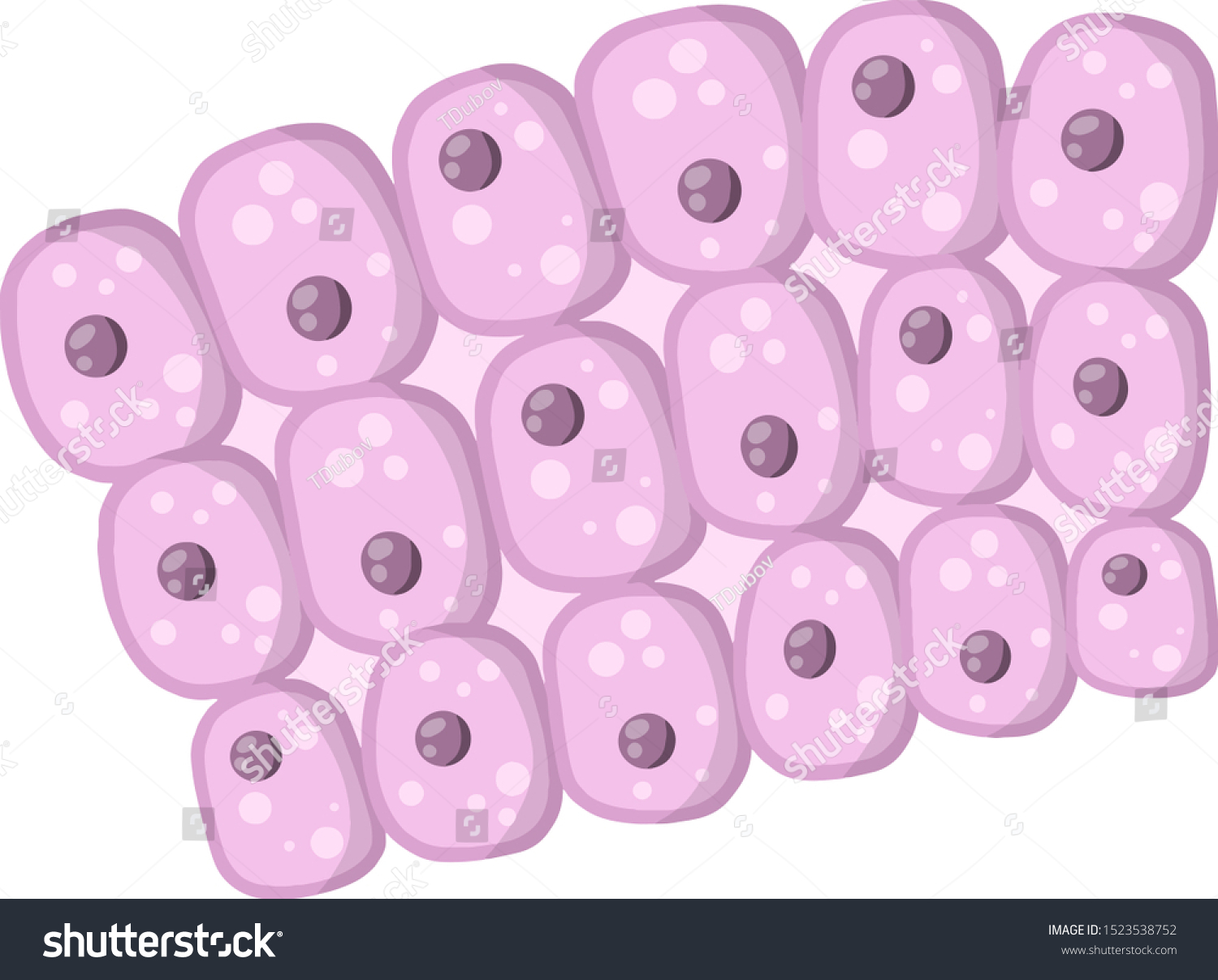 Cell Human Organism Skin System Layer Stock Vector (Royalty Free ...