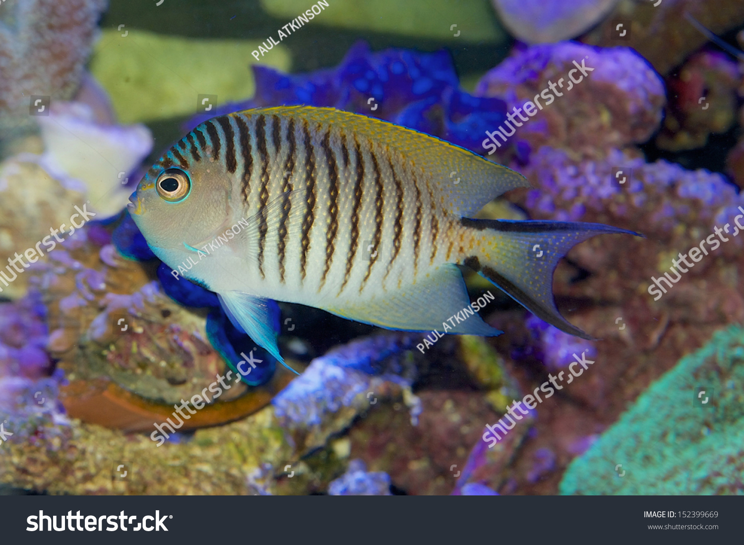 Male Swallowtail Blackspot Angelfish Genicanthus Melanospilos Stock