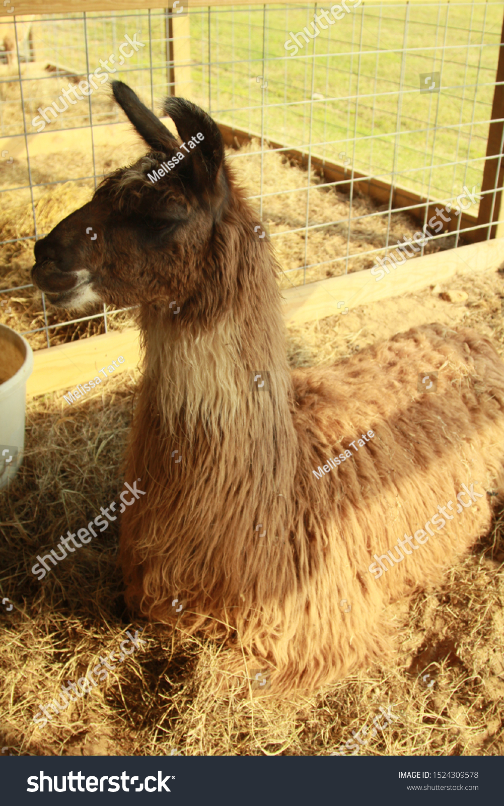 Side View Brown Llama Lying Down Stock Photo 1524309578 | Shutterstock