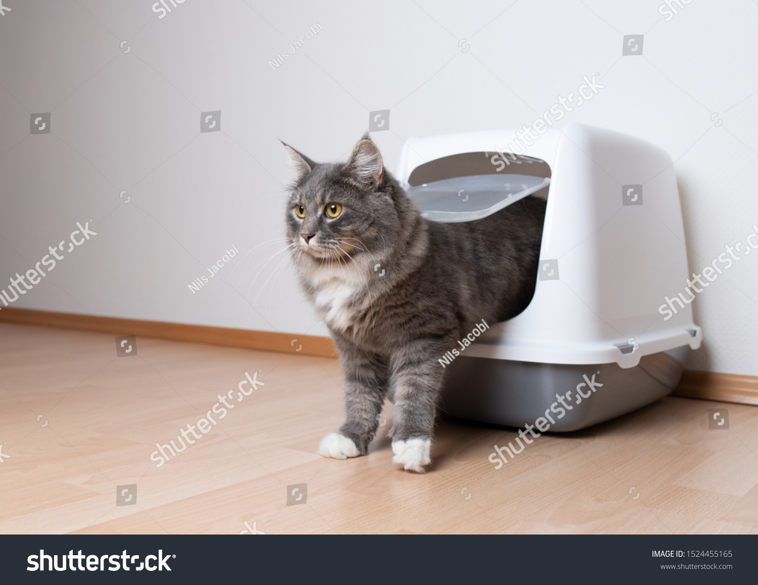 Young Blue Tabby Maine Coon Cat Stock Photo 1524455165 Shutterstock