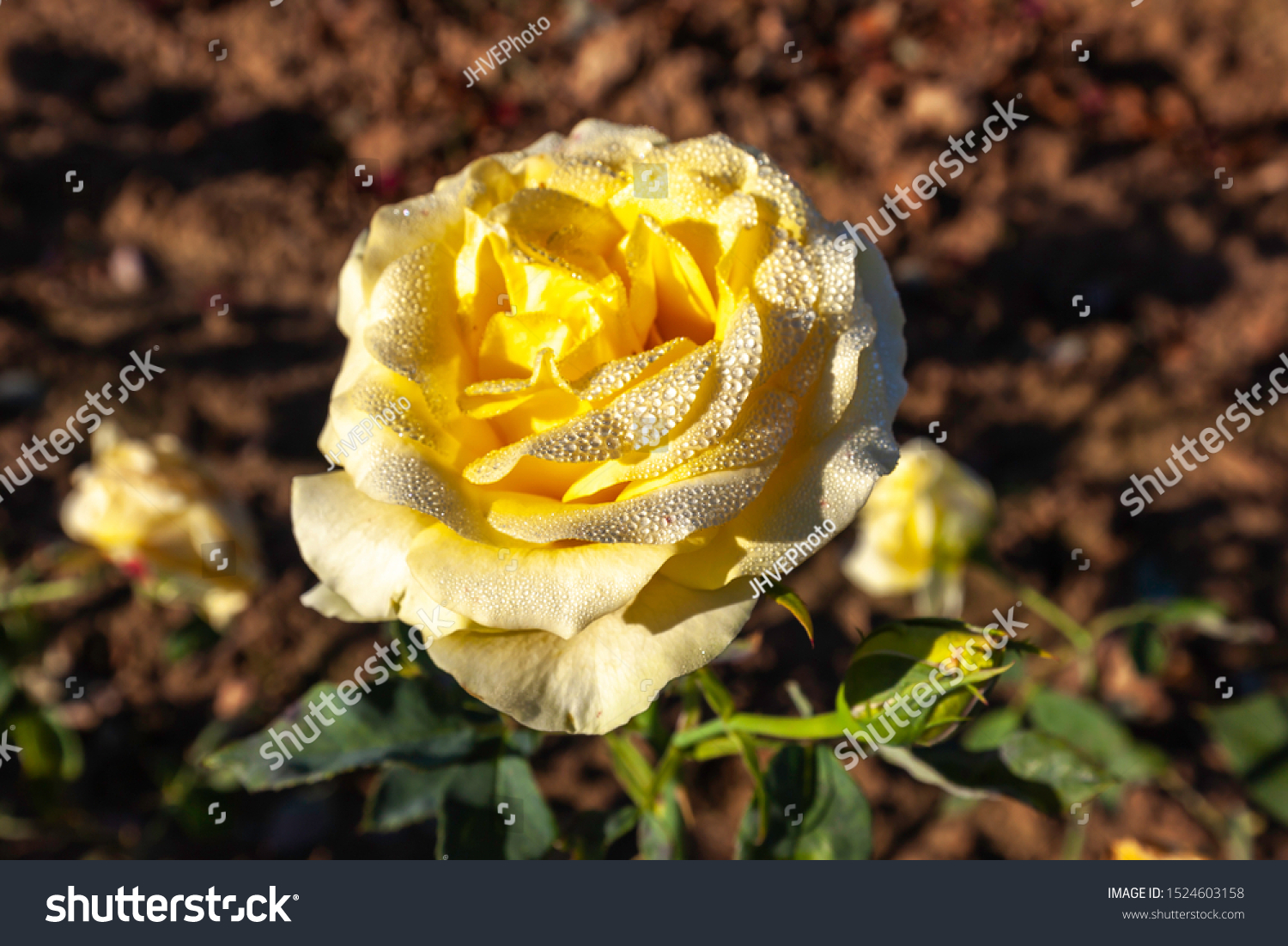 Golden Scepter Rose Flower Field Scientific Stock Photo 1524603158 ...