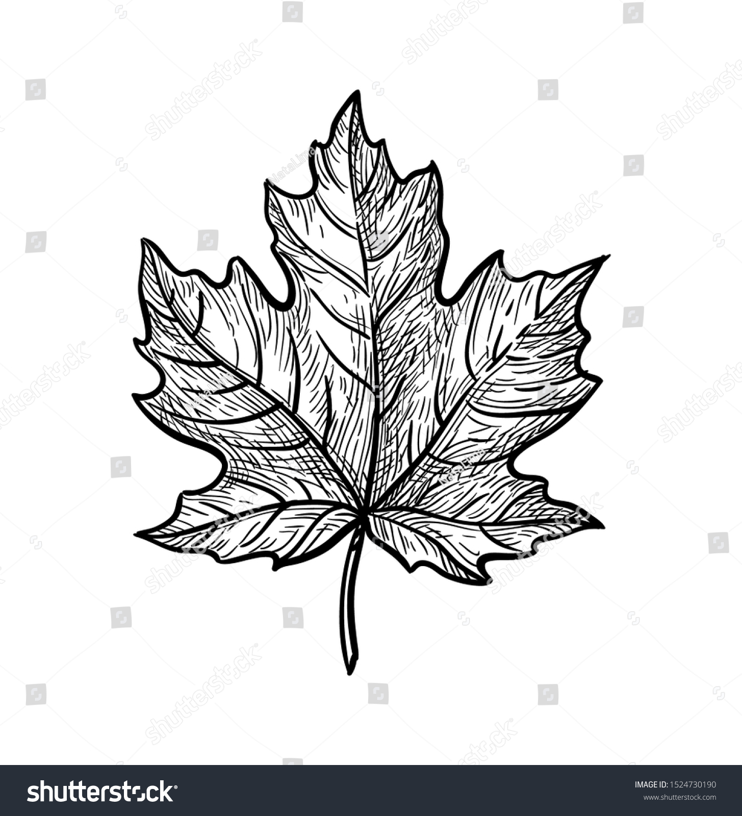 Ink Sketch Maple Leaf Hand Drawn Stock Vector (Royalty Free) 1524730190 ...