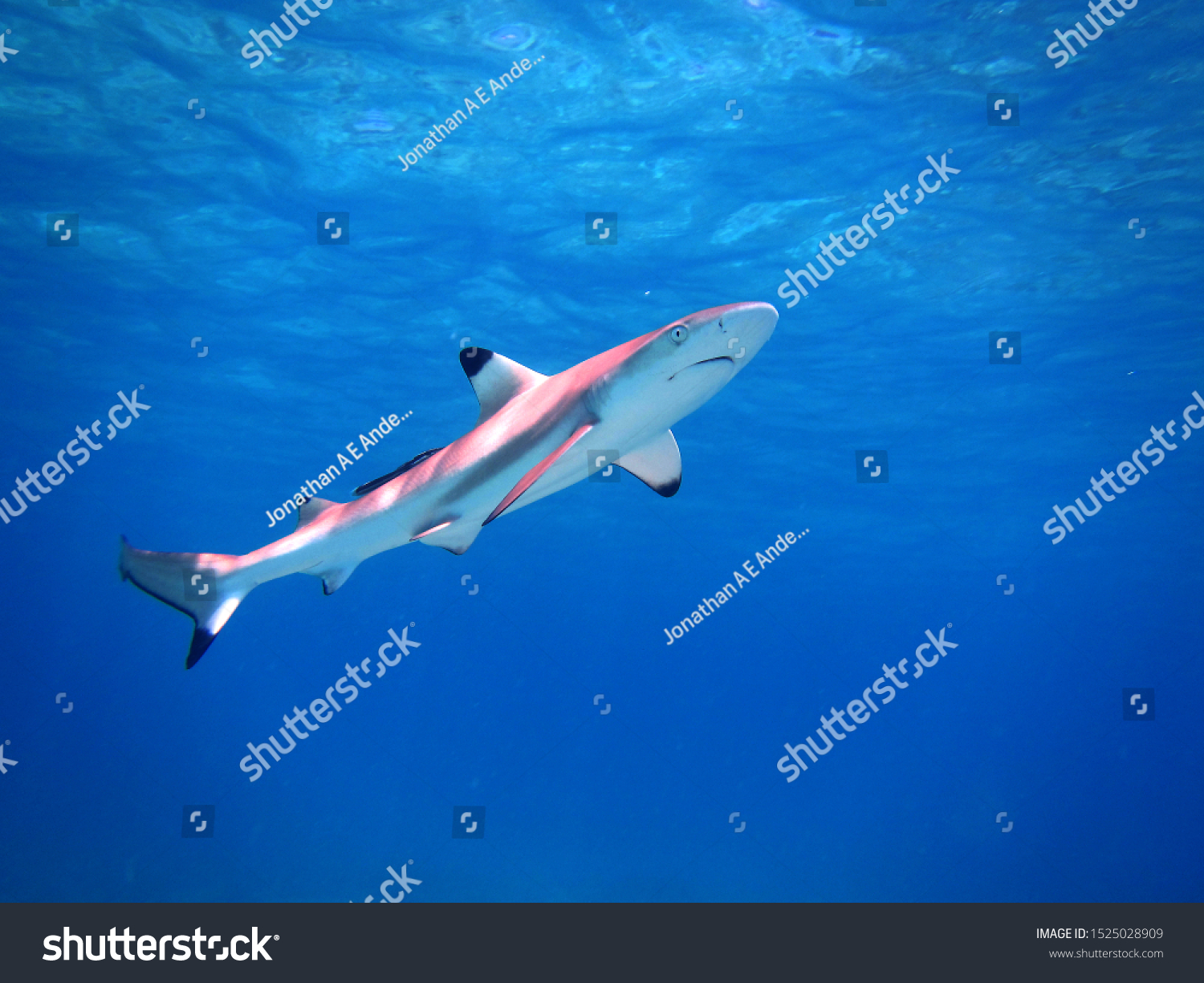 baby black tip reef shark