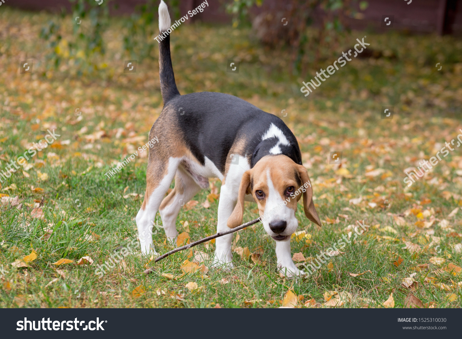 why do beagles shake their ears