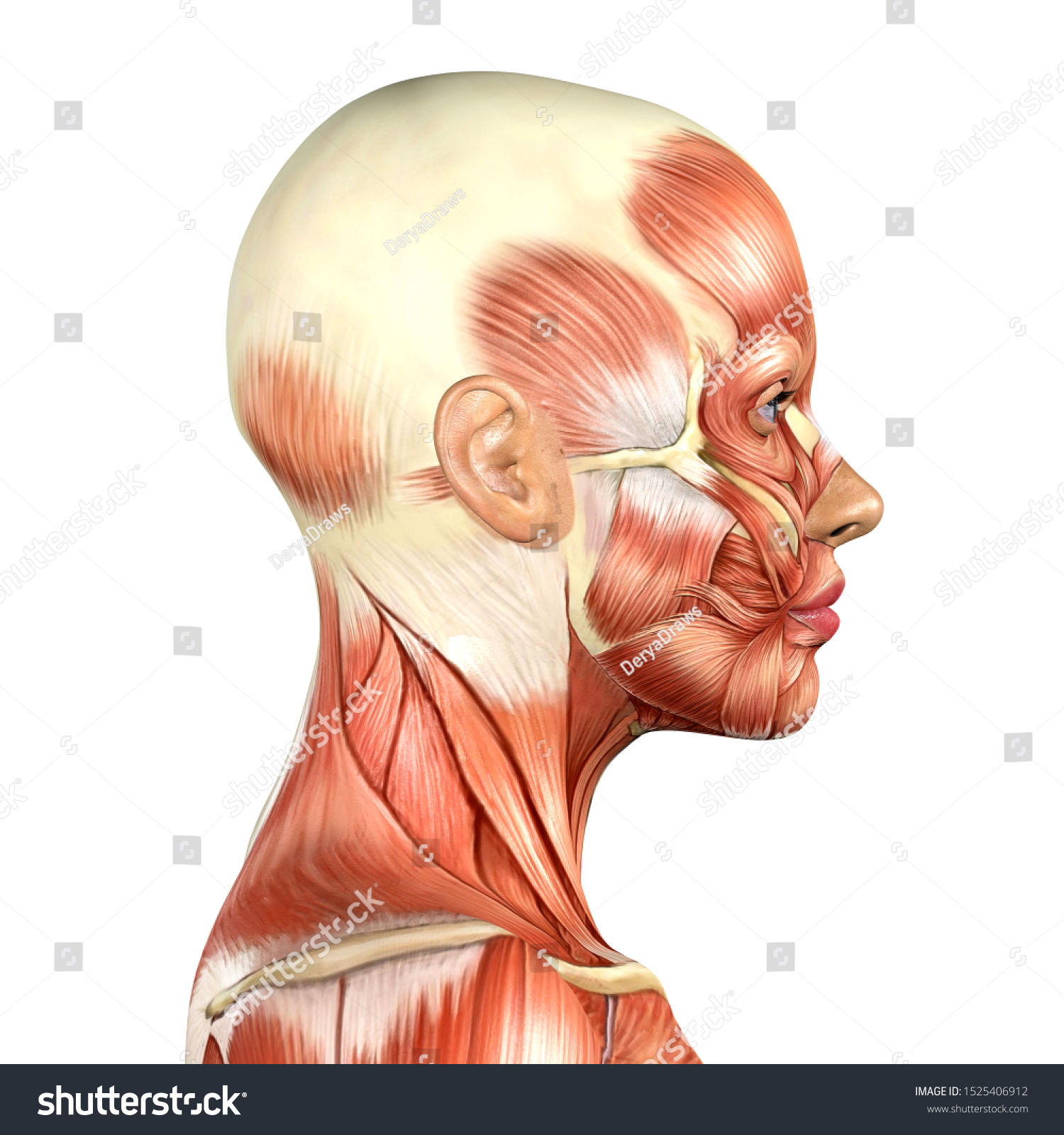 3d Illustration Female Head Muscles Anatomy Stock Illustration ...