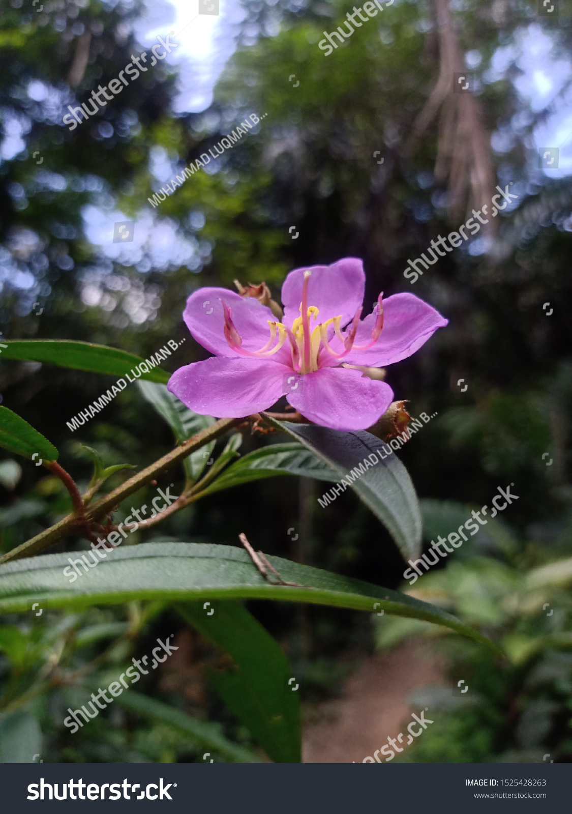 Taman Tugu Negara Malaysia 8 October Stock Photo 1525428263 | Shutterstock