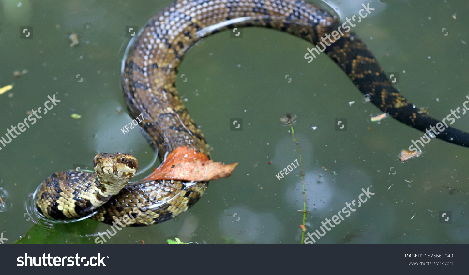 Cottonmouth Snake Called Water Moccasinpreparing Strike Stock Photo ...