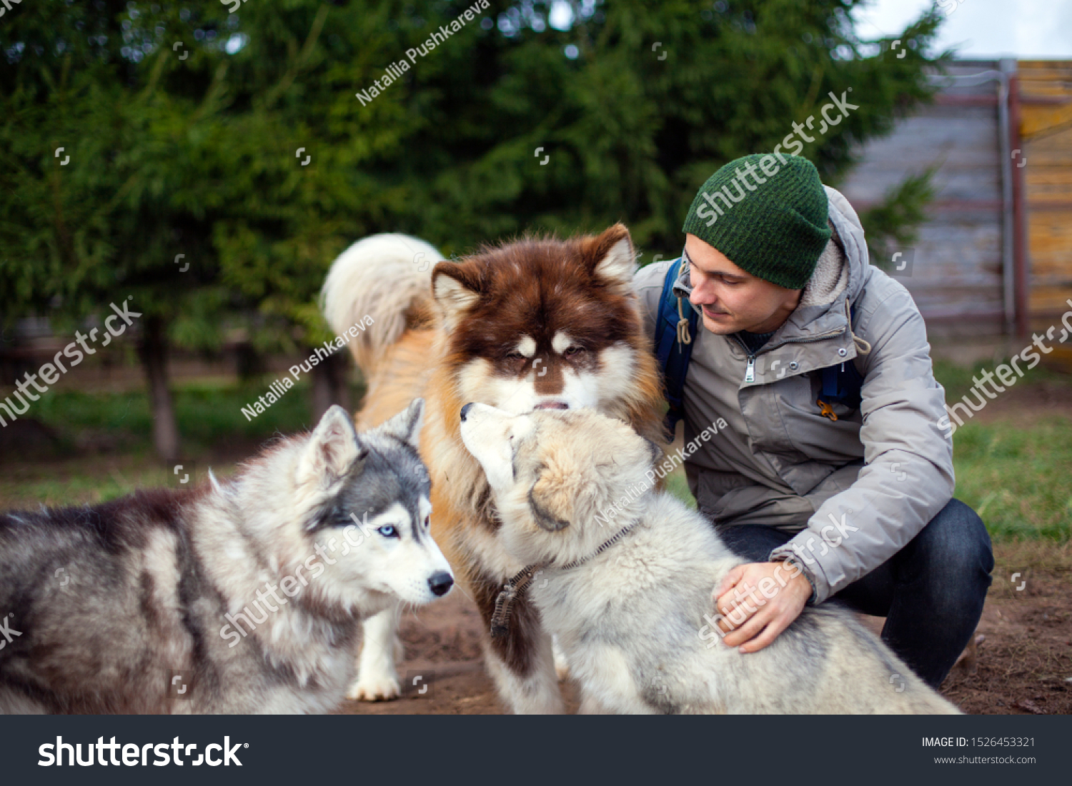 are boy or girl huskies bigger