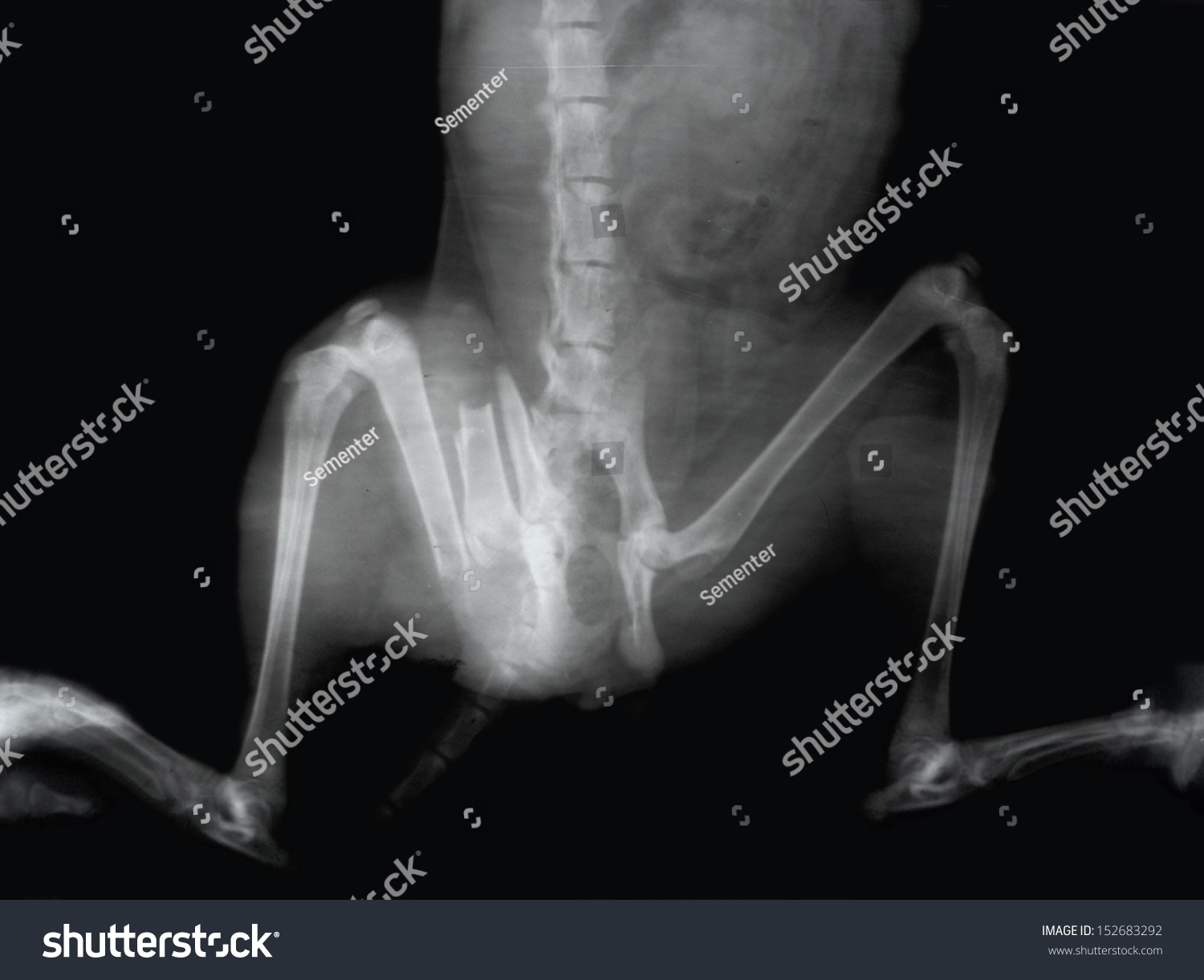 how much is an xray for a dogs leg