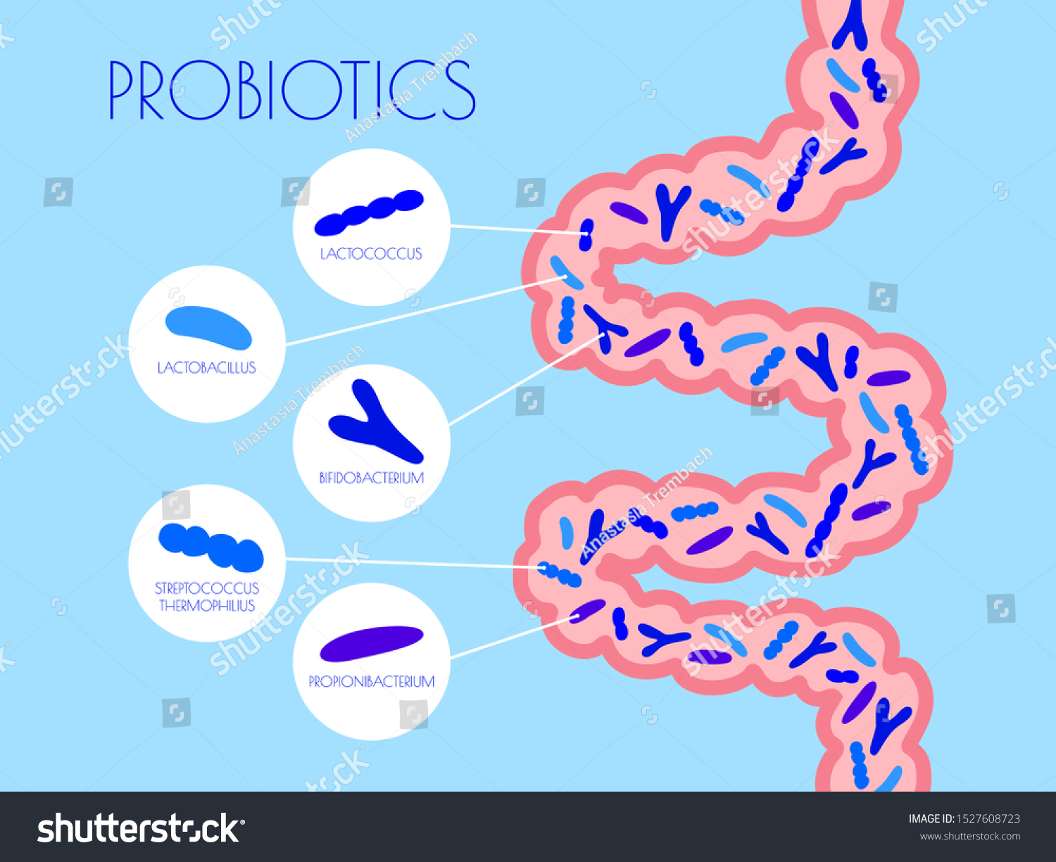 Infographic Types Probiotics Gut Flat Vector Stock Vector (Royalty Free ...