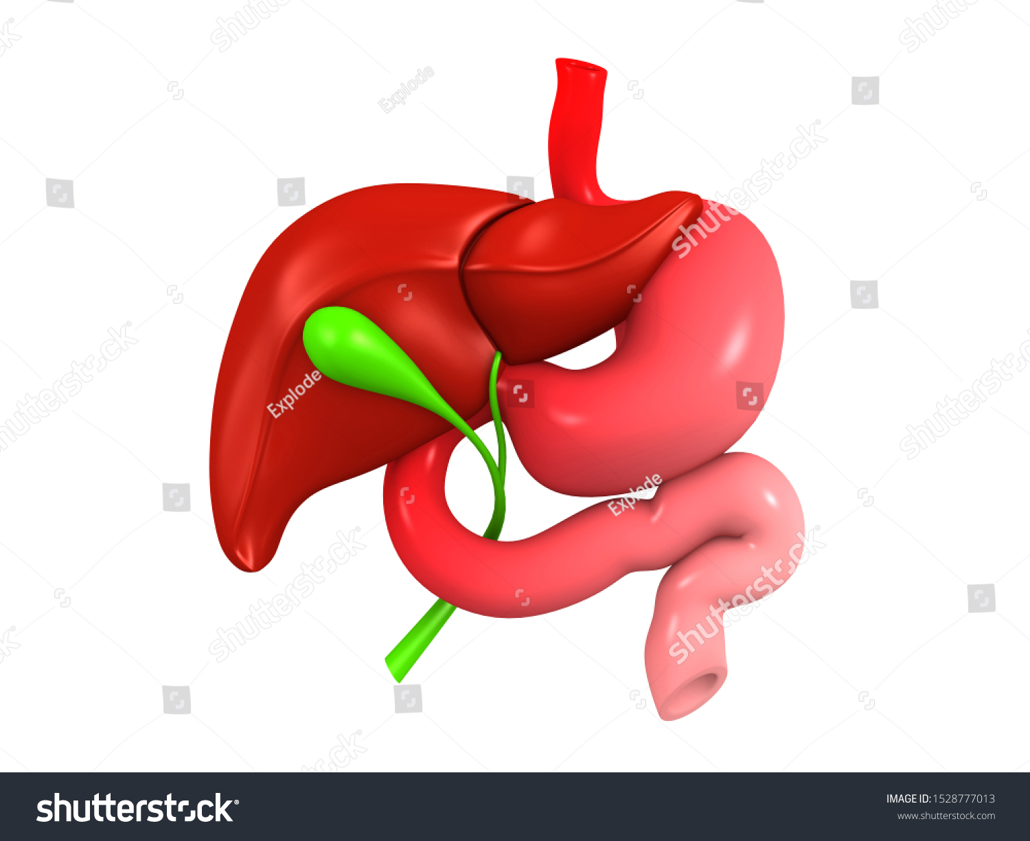 Human Liver Stomach Anatomy On White Stock Illustration 1528777013 ...