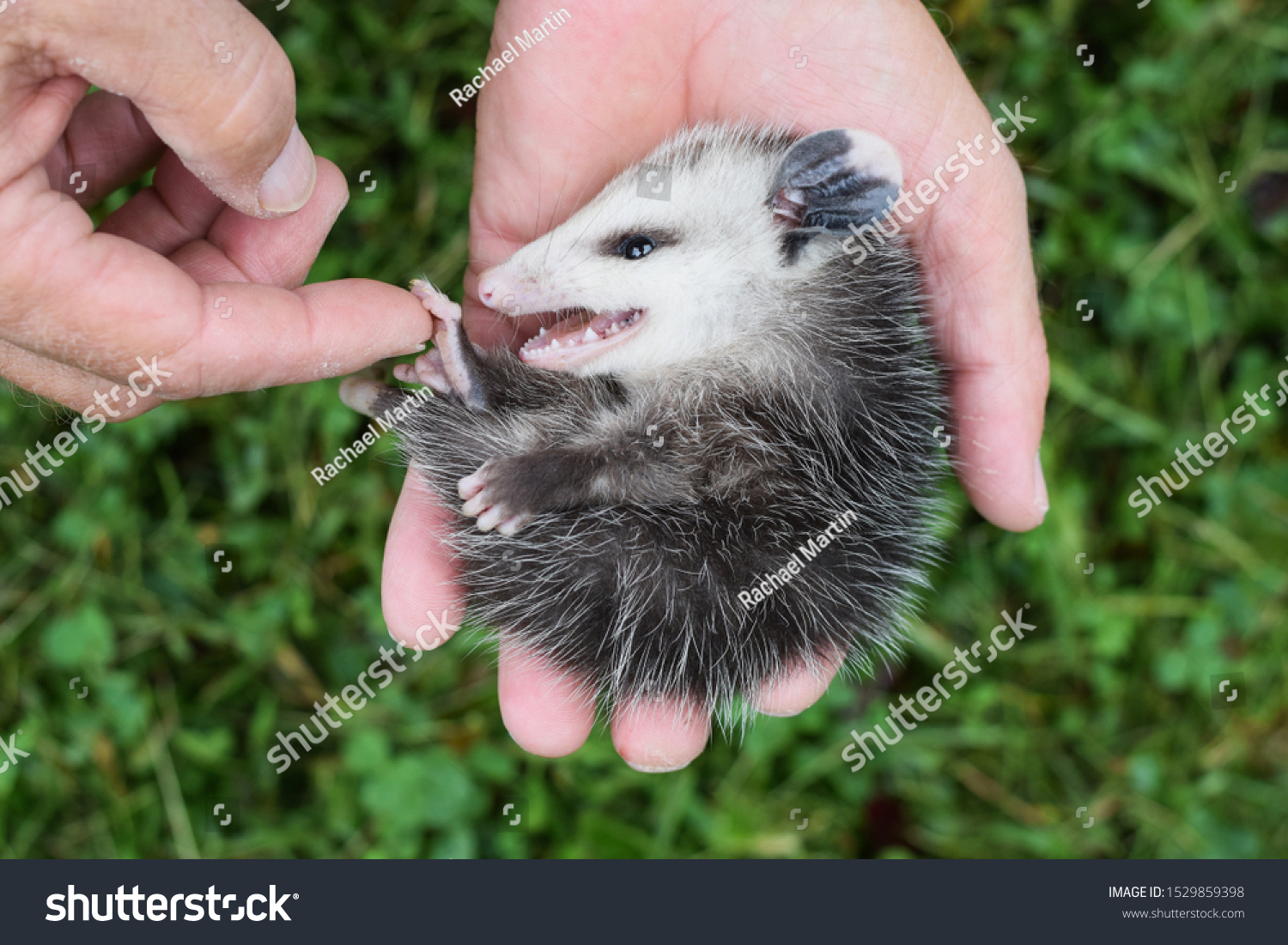 Man Holding Baby Opossum Didelphimorphia Outstretched Stock Photo Shutterstock