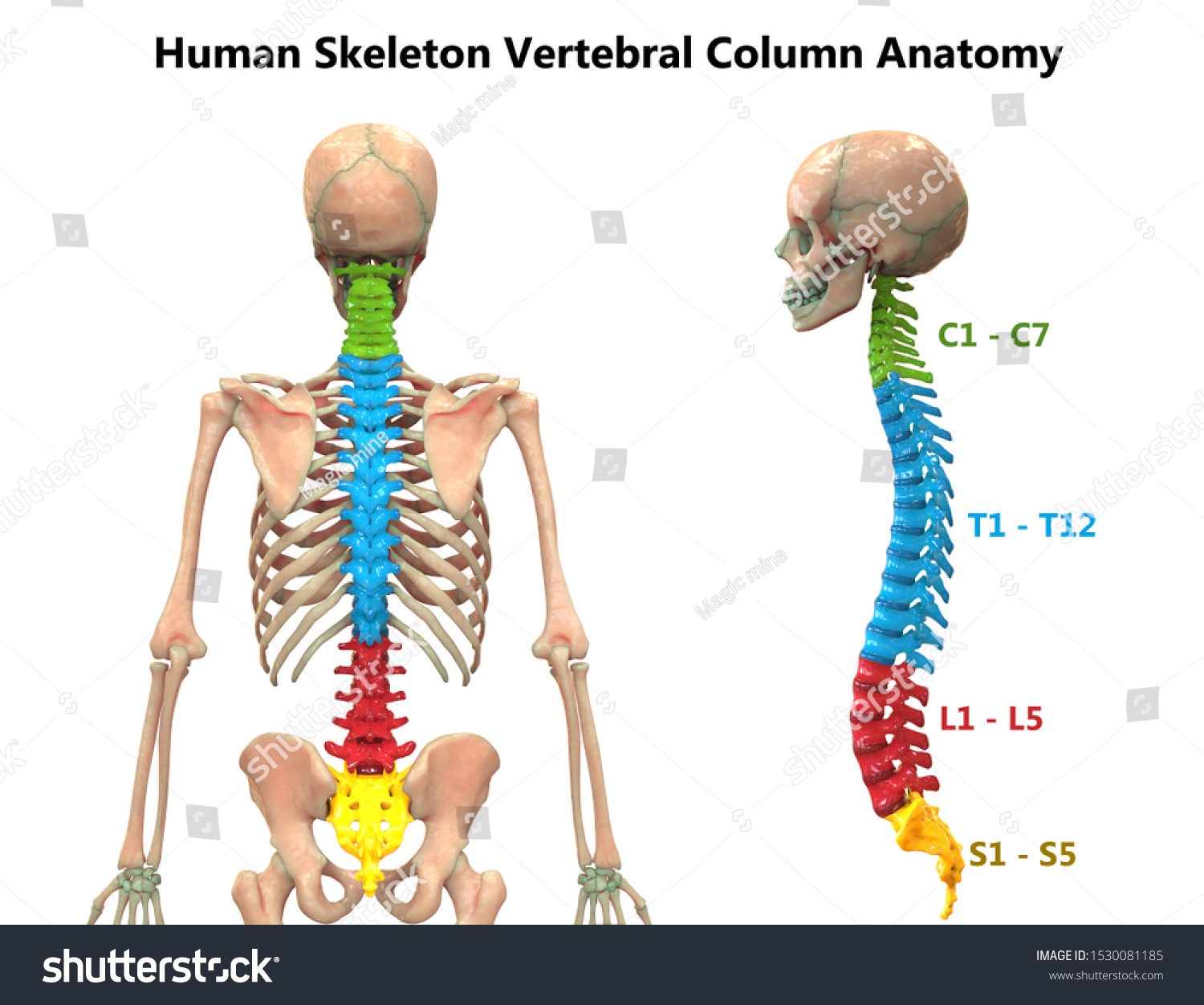 Vertebral Column Human Skeleton System Anatomy Stock Illustration ...