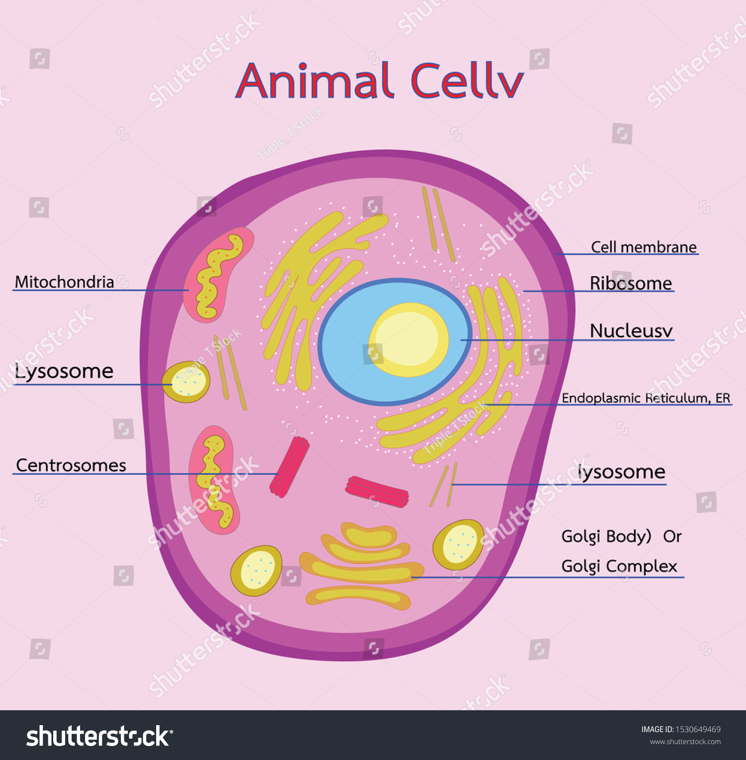 Vector Illustration Animal Cell Structure Useful Stock Vector (Royalty ...