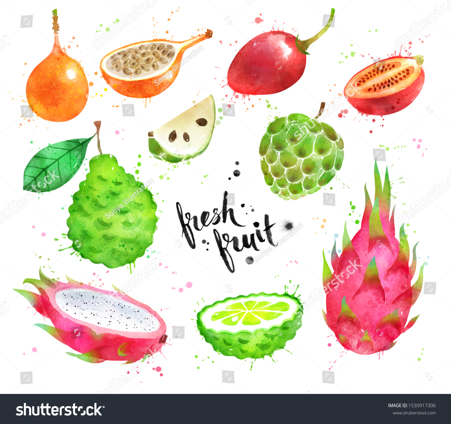 Watercolor Hand Drawn Illustration Set Exotic Stock Illustration