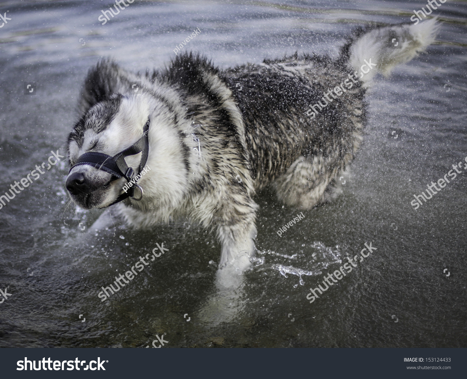 does the alaskan malamute like to swim