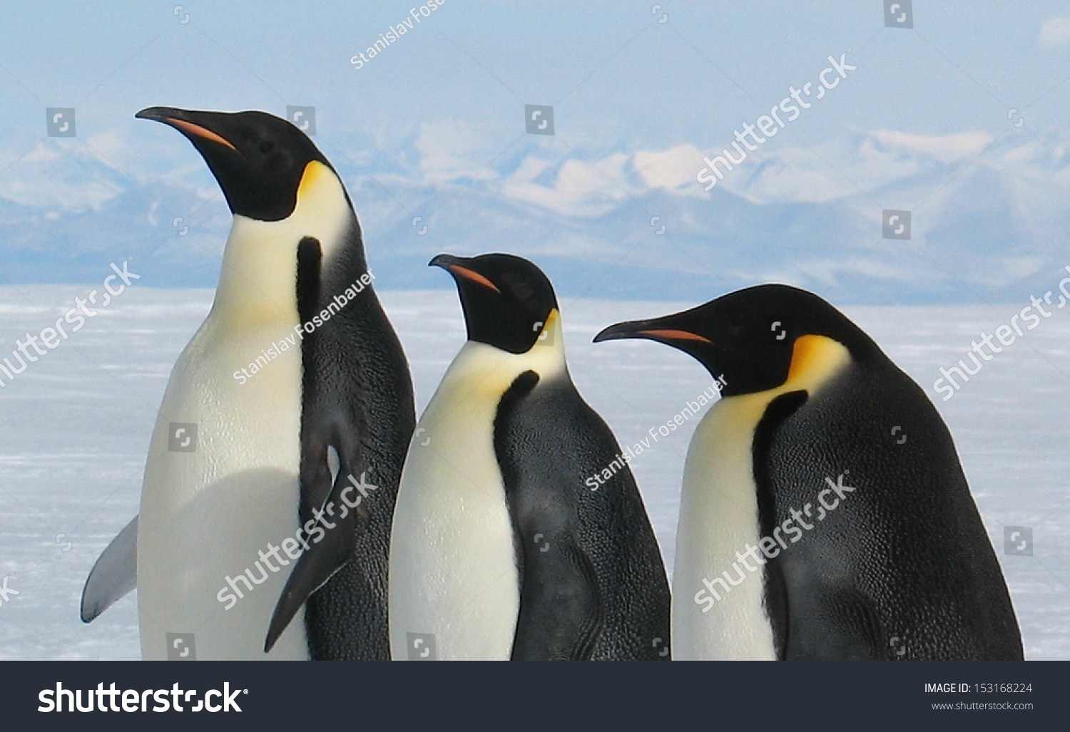 3 Пингвина