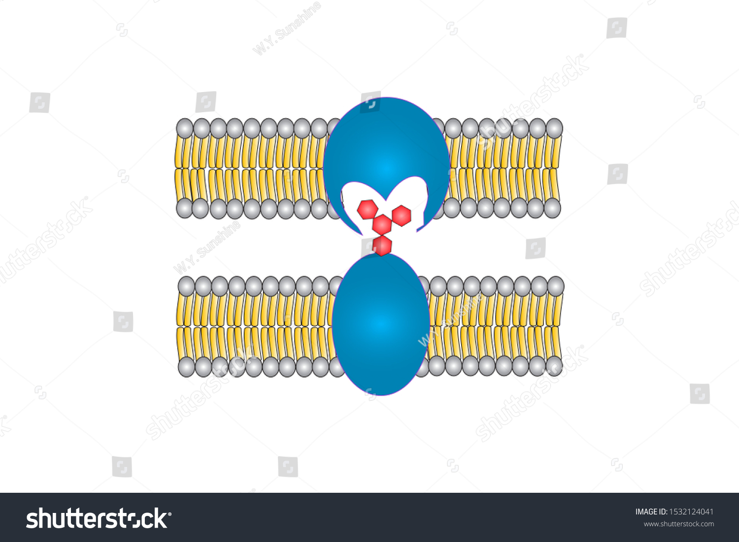 Cell Recognitionin Cell By Transport Protein Stock Illustration ...