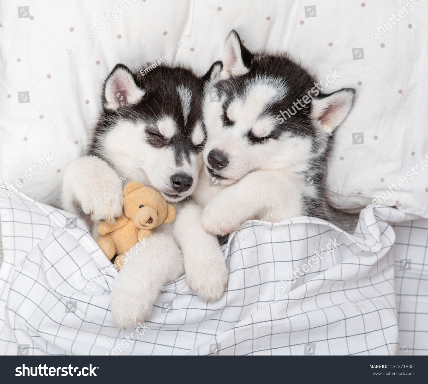 teddy bear husky puppies