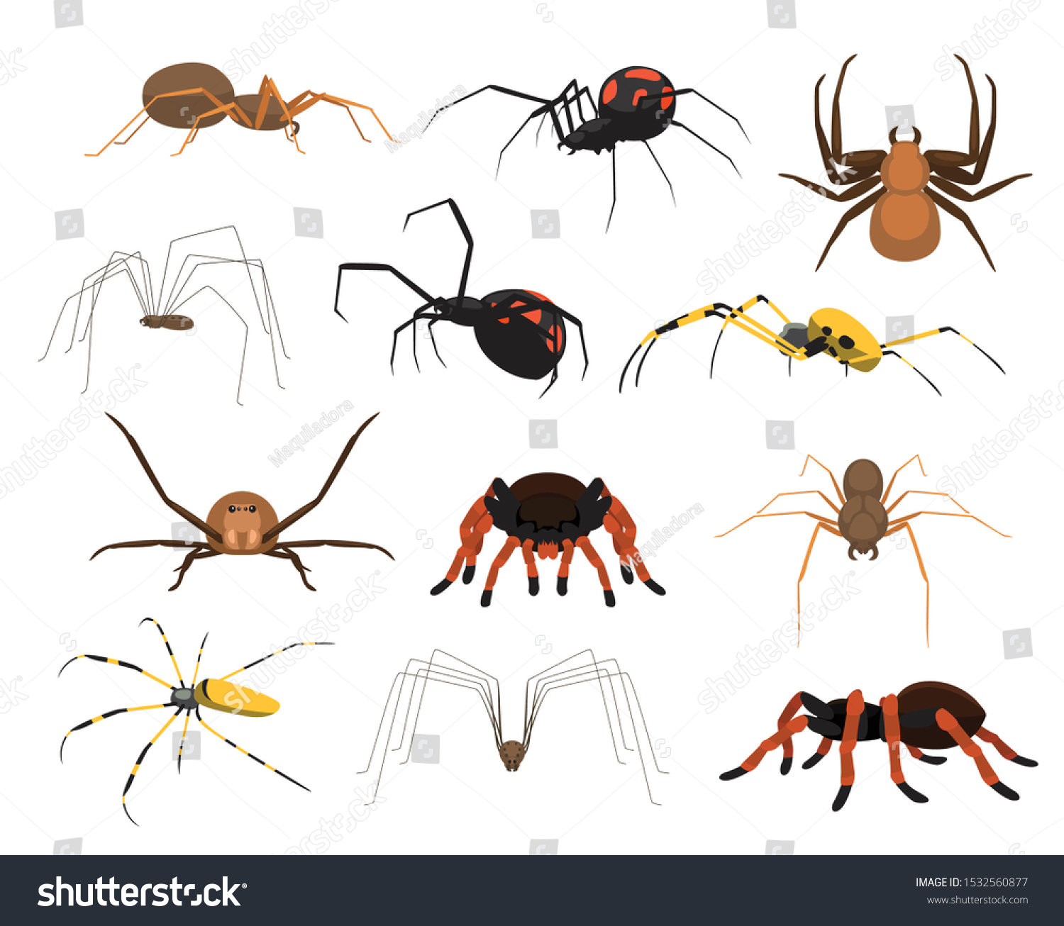 16,723 Spider Species Images, Stock Photos & Vectors | Shutterstock