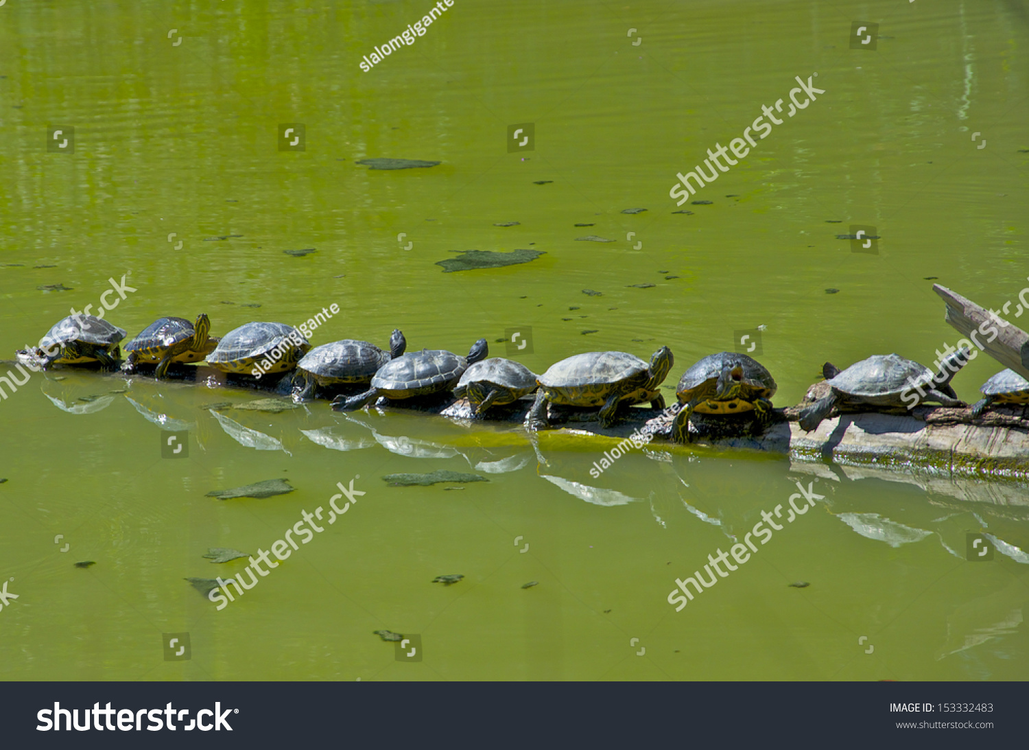 Turtles Teamwork Stock Photo 153332483 | Shutterstock