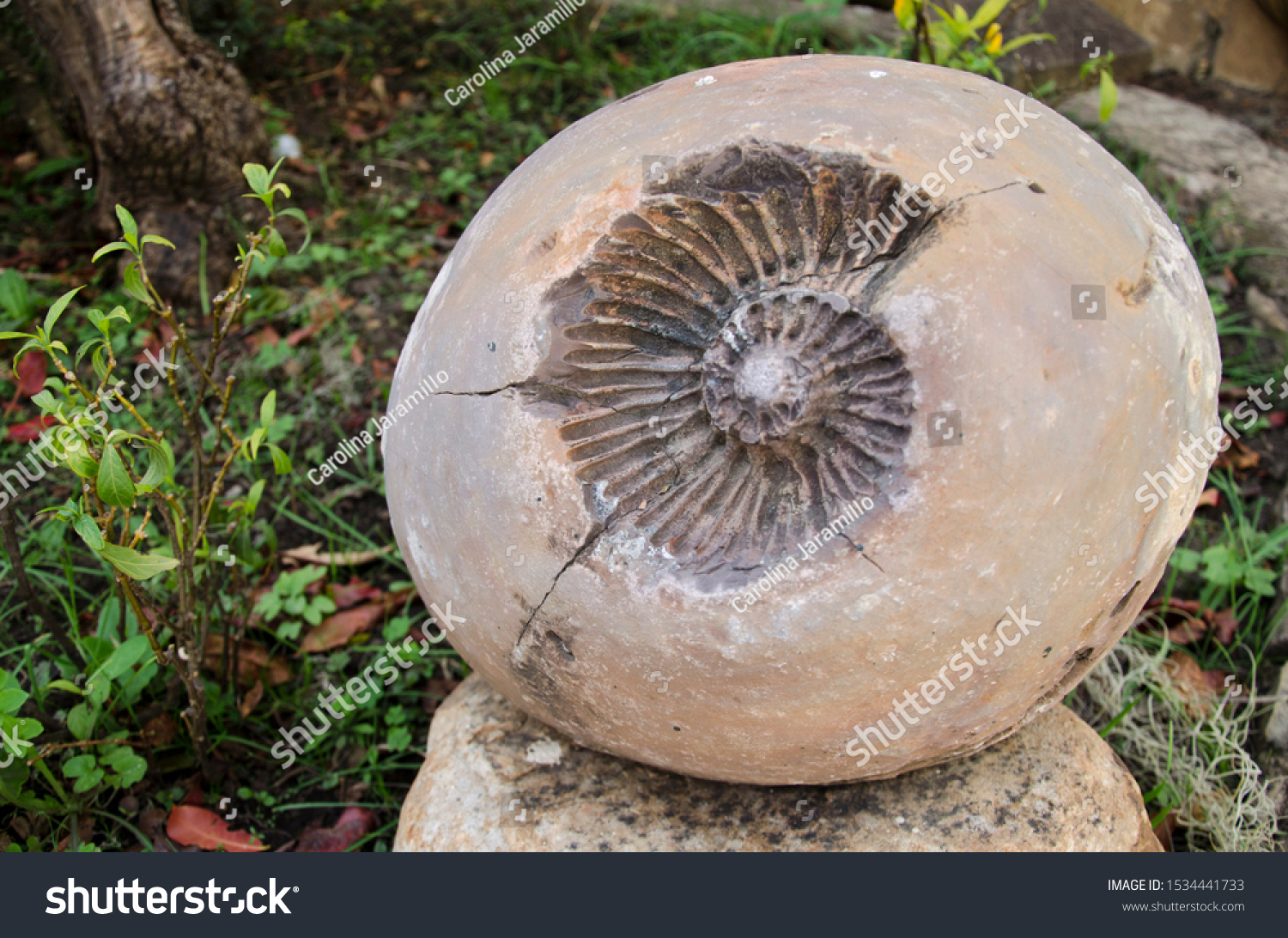 641 Mold Fossil Images, Stock Photos & Vectors | Shutterstock