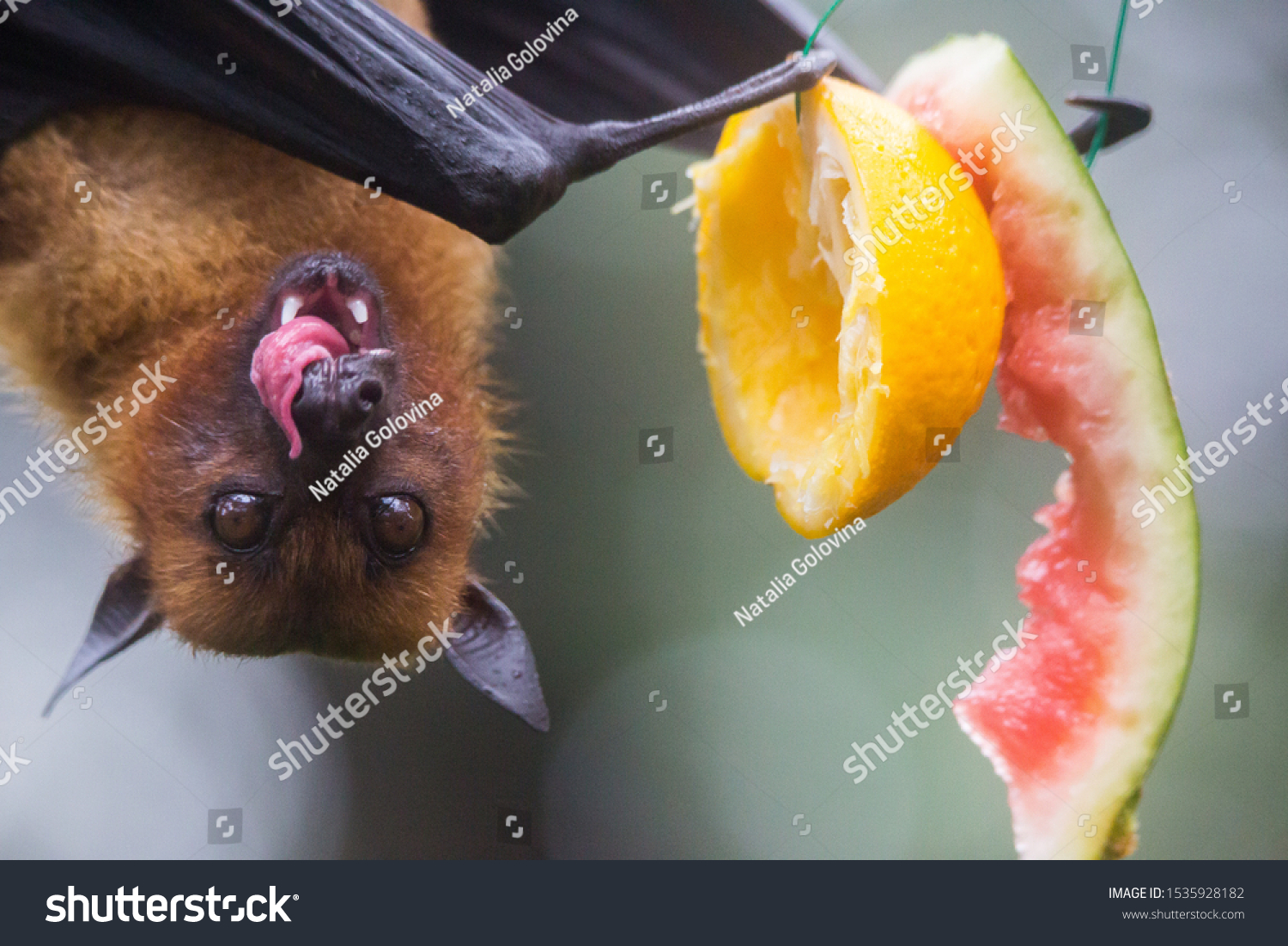 431 Flying Fox Eating Fruit 이미지 스톡 사진 및 벡터 Shutterstock