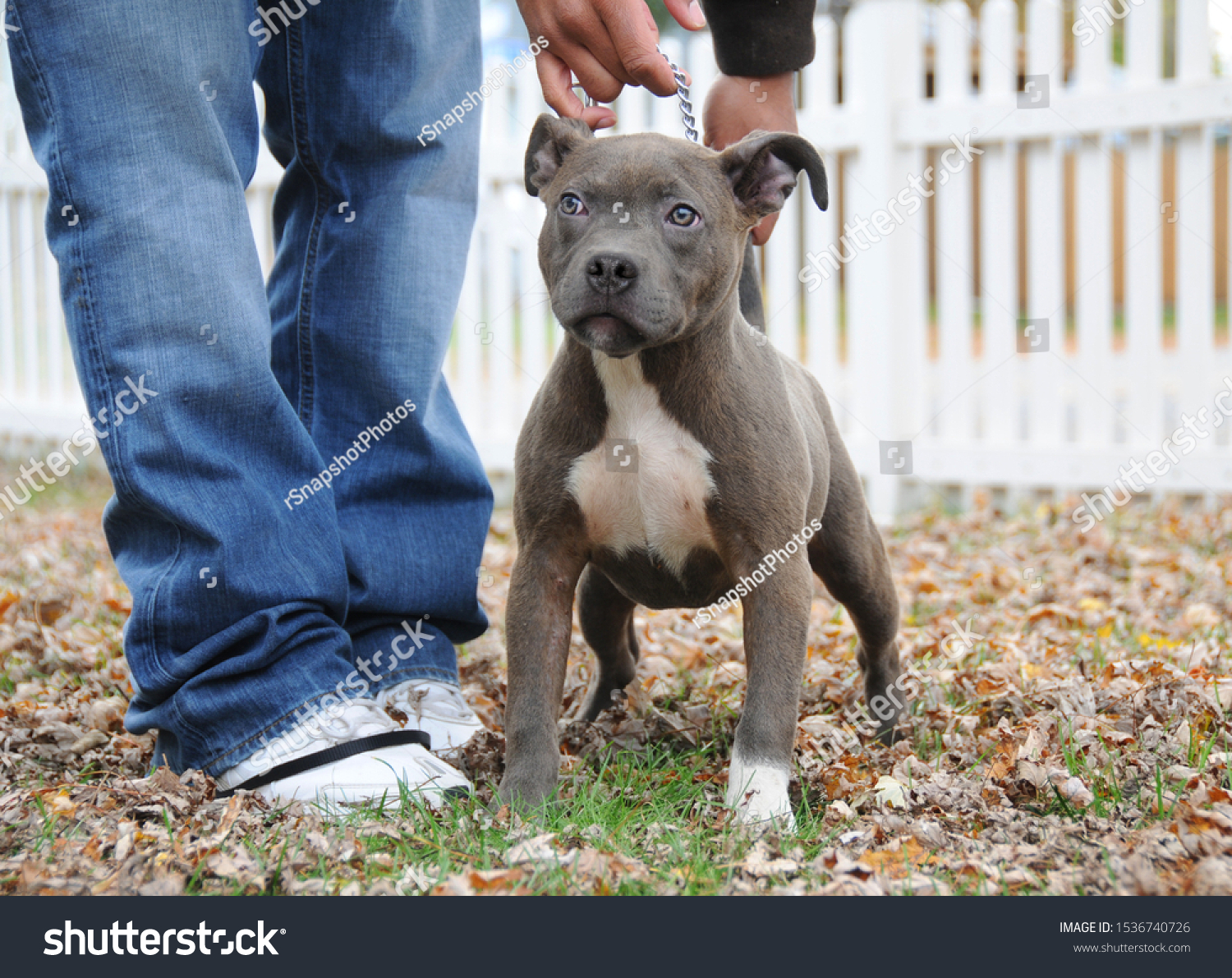 how much is a american bully puppy