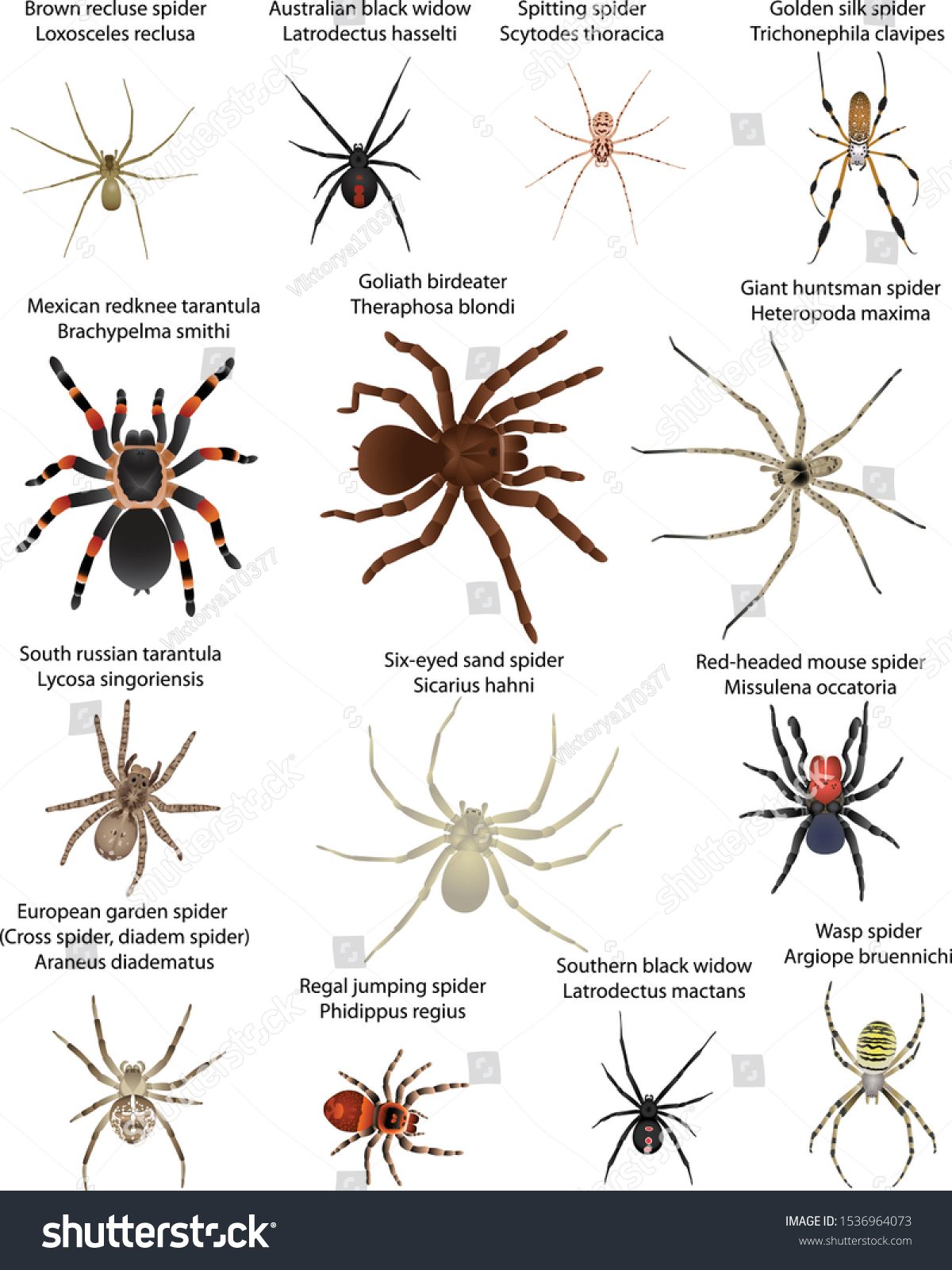 Collection Different Species Spiders Colour Image Stock Vector Royalty collection-different-species-spiders-colour-image-stock-vector-royalty