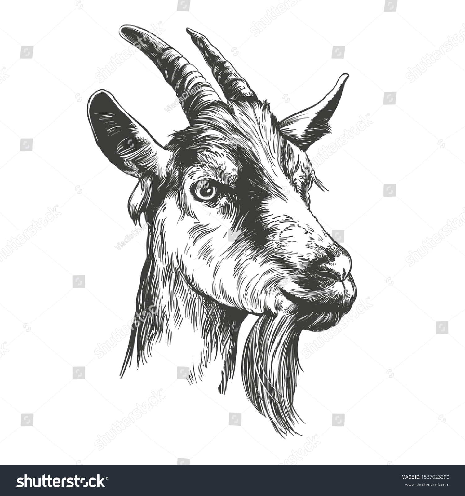 4,370 Goat Animal Skins Images, Stock Photos & Vectors | Shutterstock