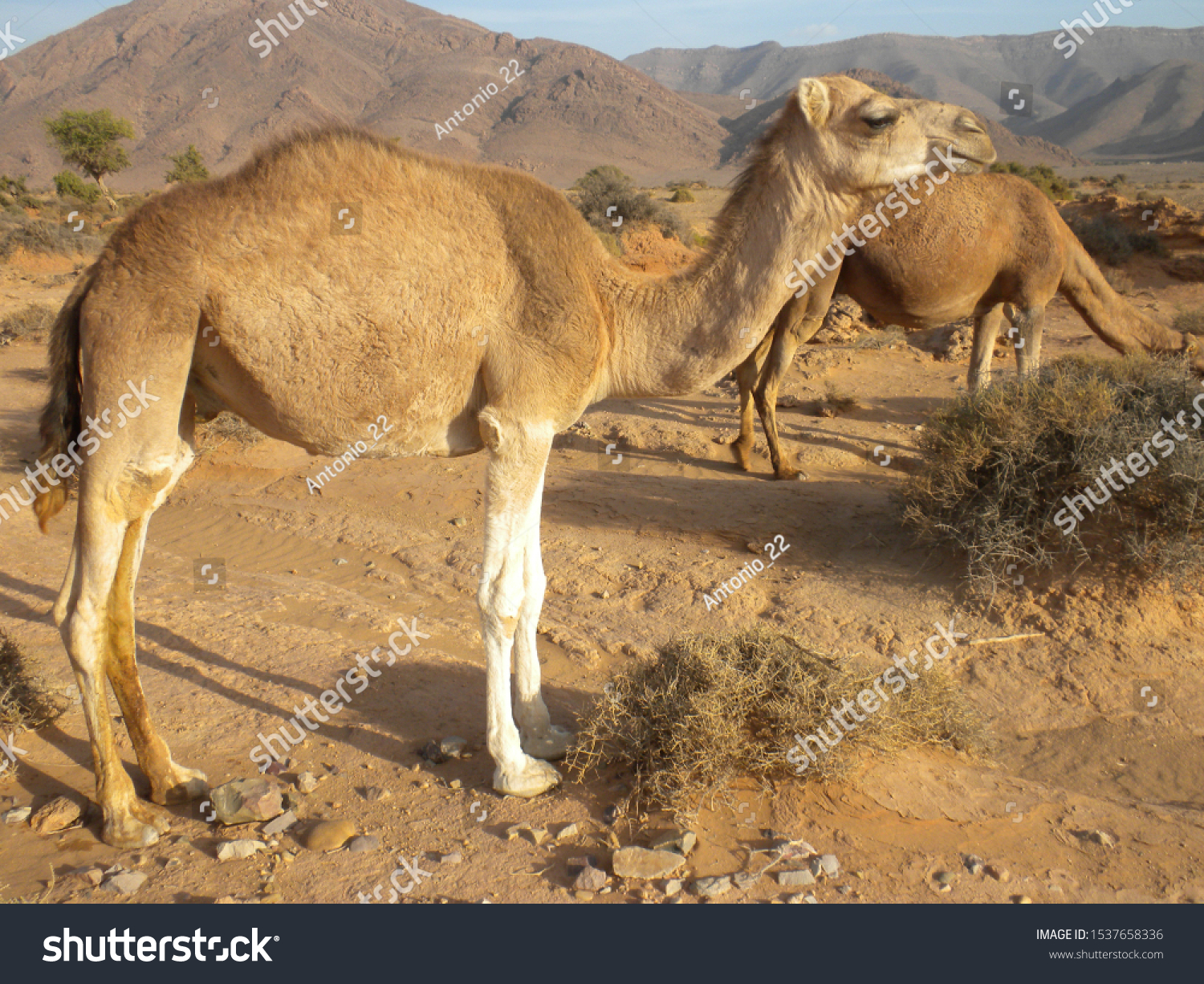 terrestrial habitat desert