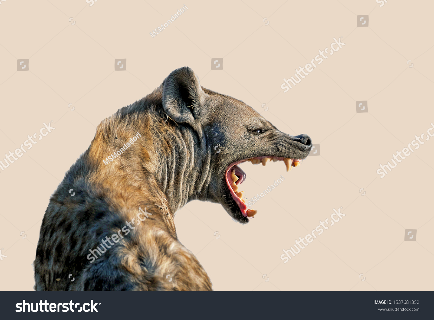 hyena laugh