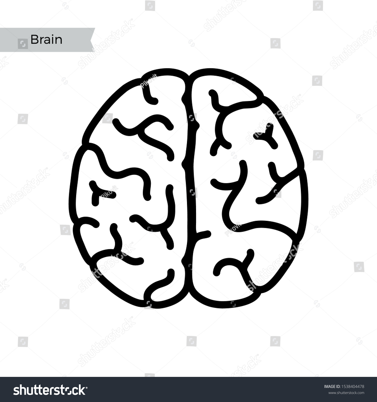 Vector Isolated Illustration Human Brain Anatomy Stock Vector Royalty Vector Isolated Illustration Human Brain Anatomy Stock Vector Royalty