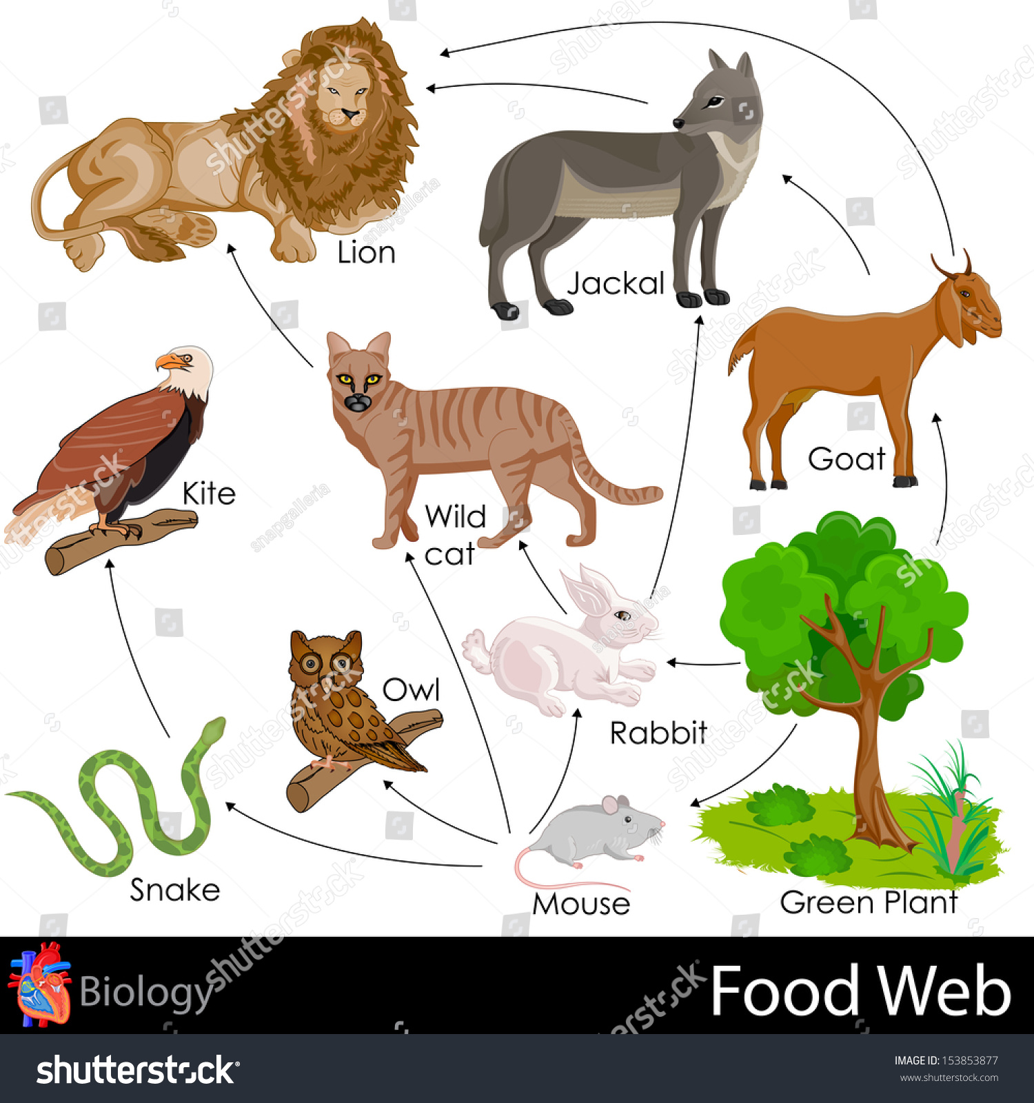 840 Food Chain Lion Images, Stock Photos & Vectors | Shutterstock