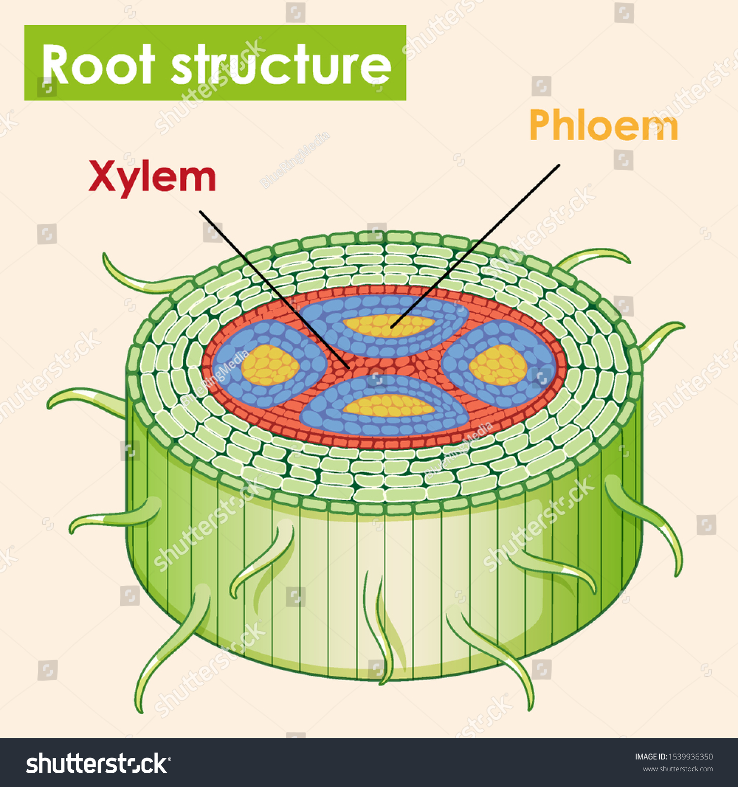 Diagram Showing Root Structure Illustration Stock Vector (Royalty Free ...