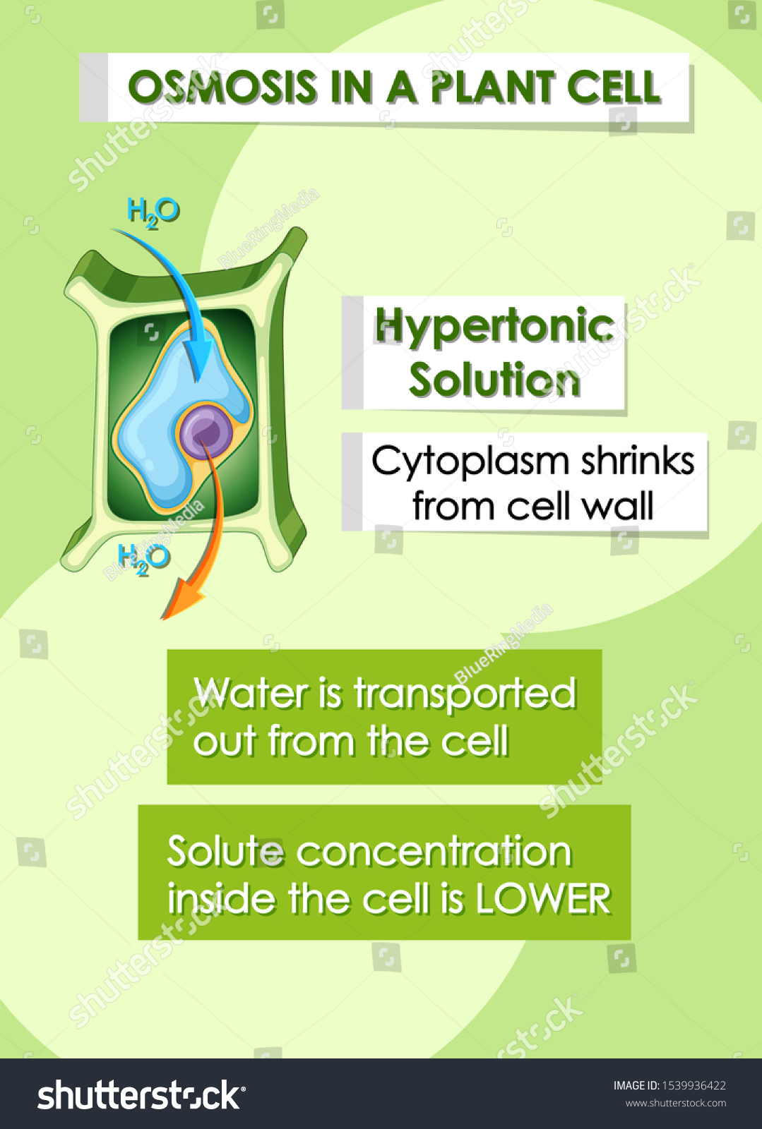 Vektor Stok Diagram Showing Details Plant Cell Illustration (Tanpa