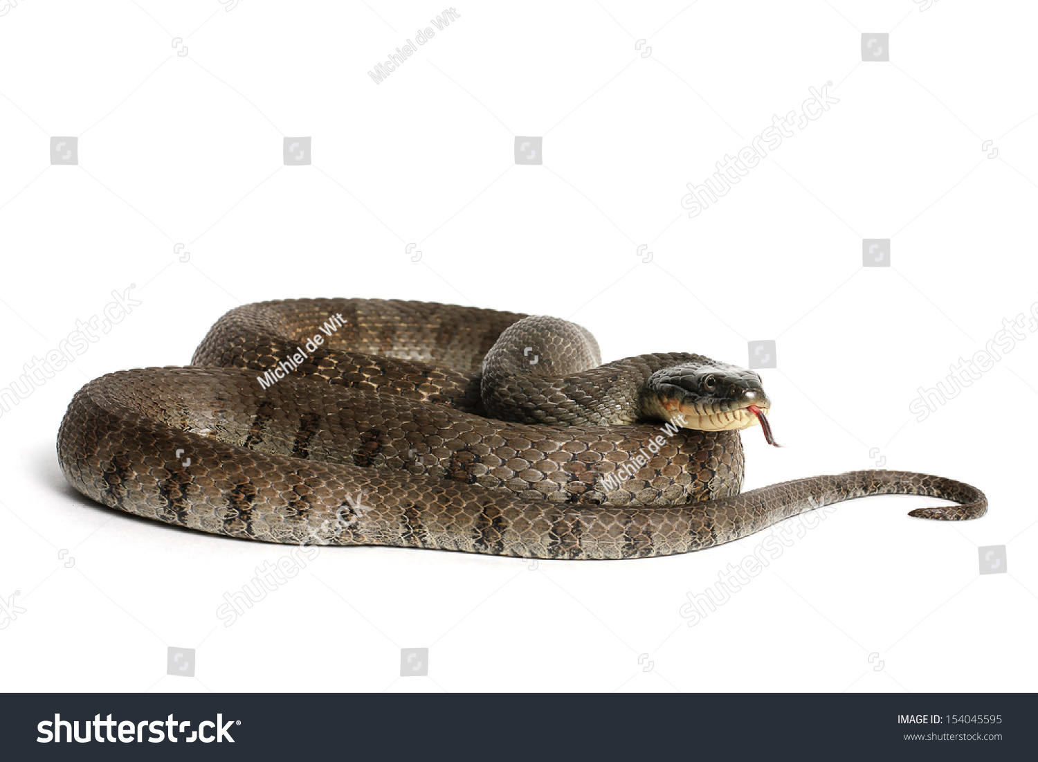 756 Northern Brown Snake Images, Stock Photos & Vectors | Shutterstock