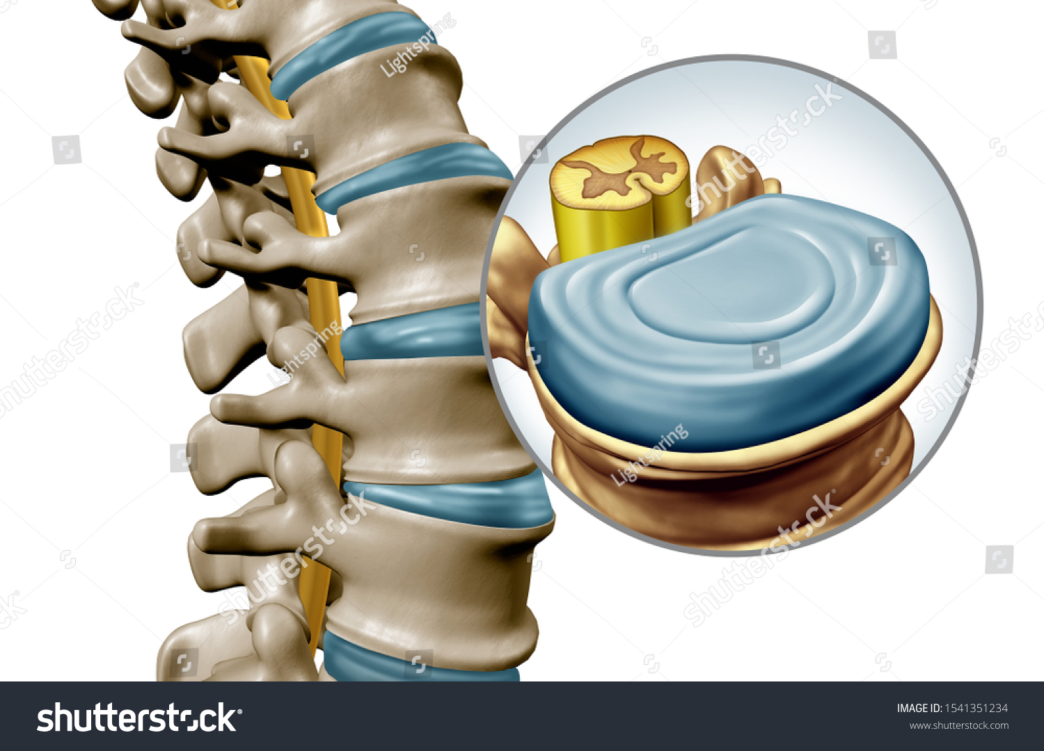 Lumbar Spine Disk Anatomy Segment Medical Stock Illustration 1541351234 ...