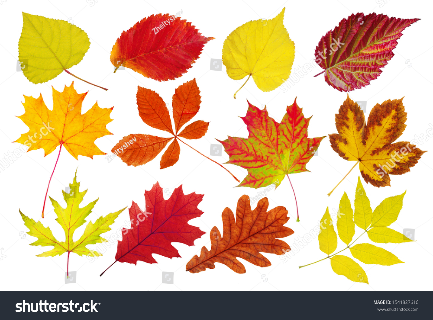 Collection Beautiful Colorful Autumn Leaves Deciduous Stock Photo ...