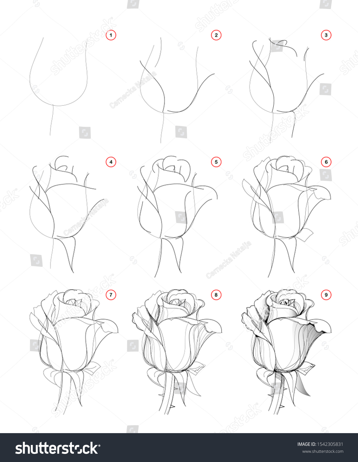 roses drawings step by step