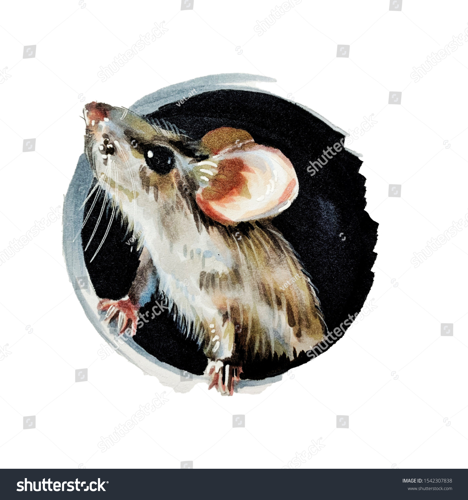 Hand Drawing Mouse Rat Illustration Cute Stock Illustration 1542307838 ...