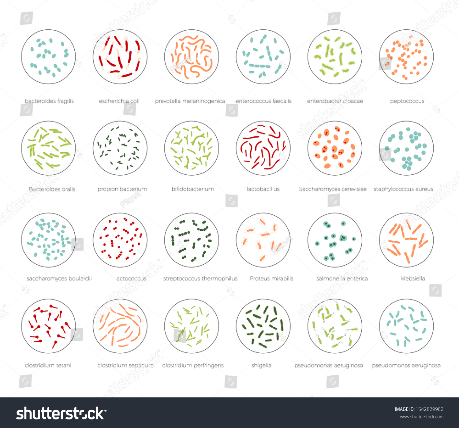 Vector Isolated Illustration Most Common Pathogenic Stock Vector ...