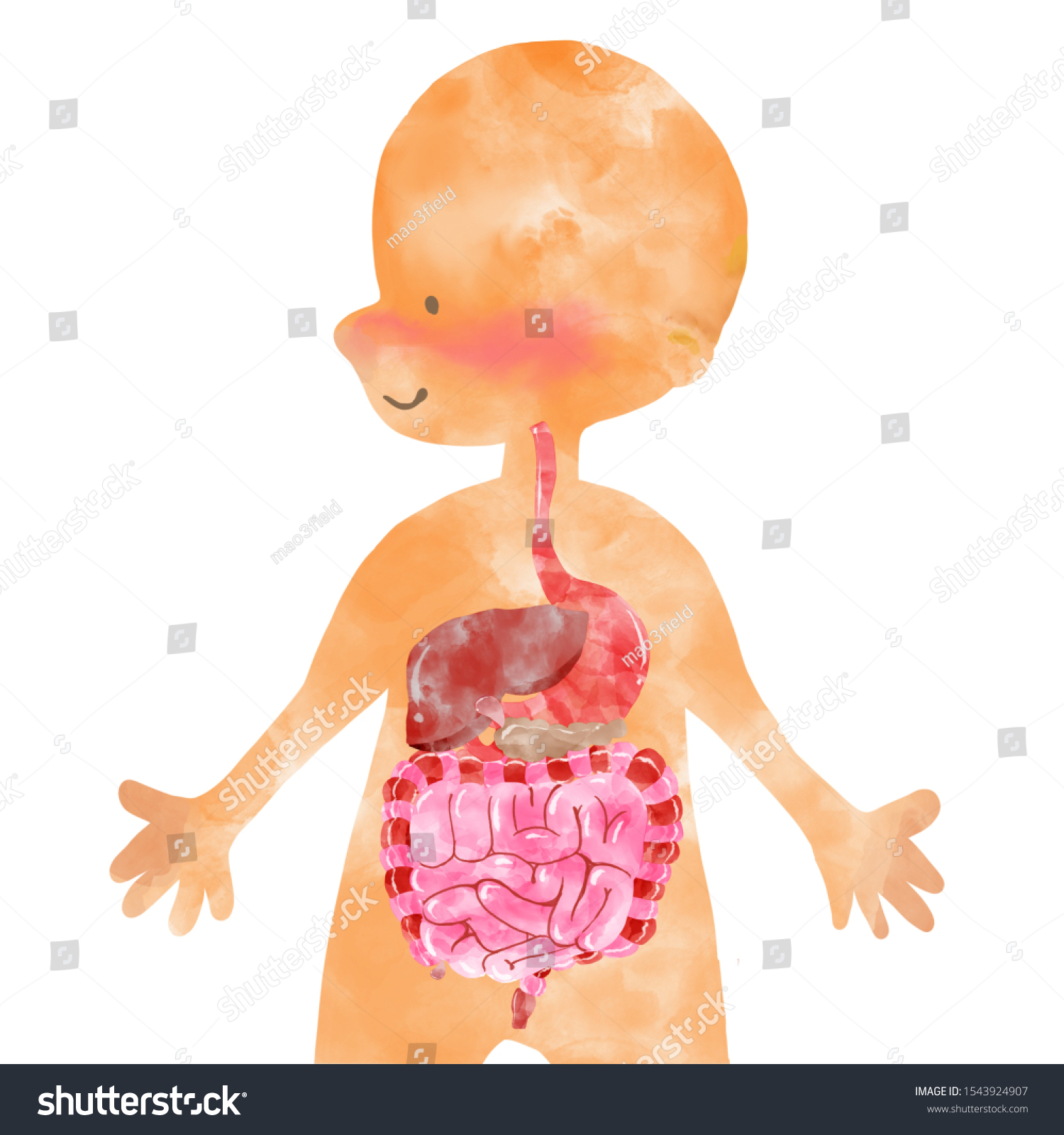 Watercolor Inner Organs Human Anatomy Diagram Stock Illustration ...