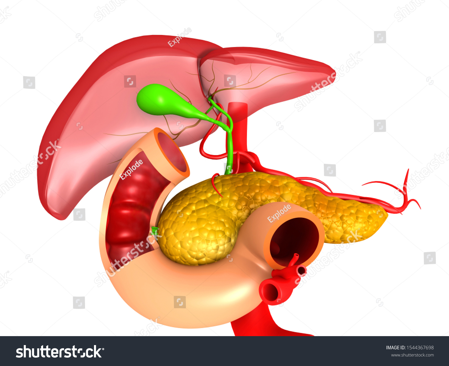 Human Liver Pancreas Anatomy 3d Render Stock Illustration 1544367698 ...