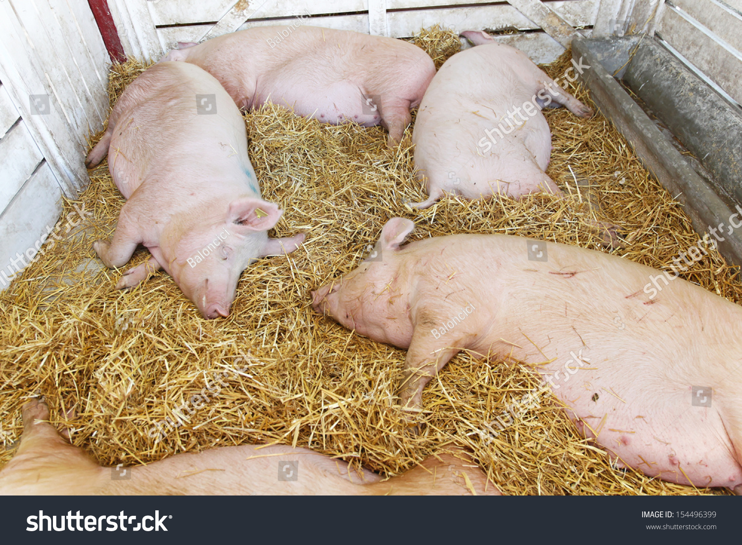 Dead Pigs Parlor Farm Stock Photo 154496399 | Shutterstock