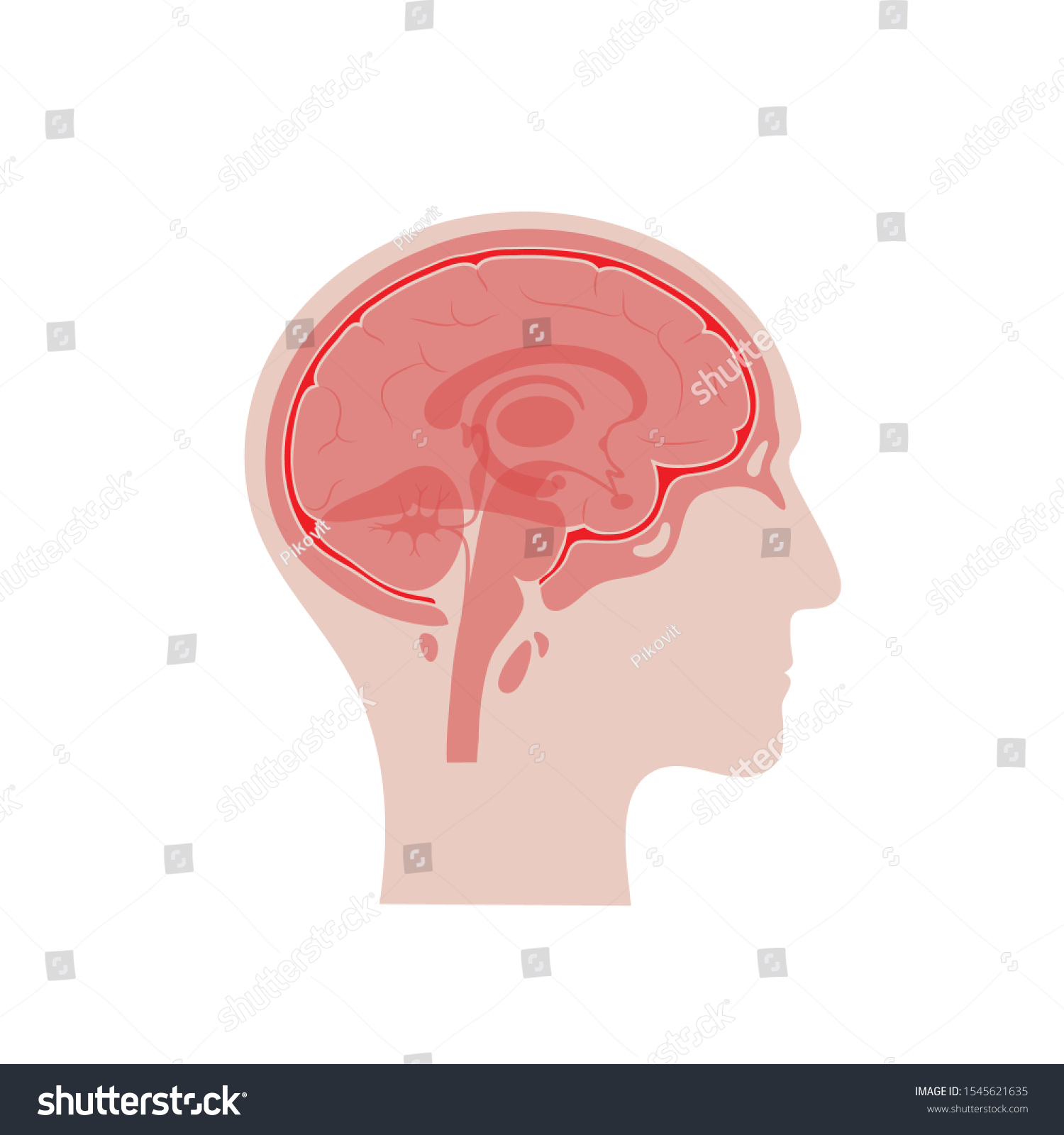 Vector Isolated Illustration Meninges Man Head Stock Vector (Royalty ...